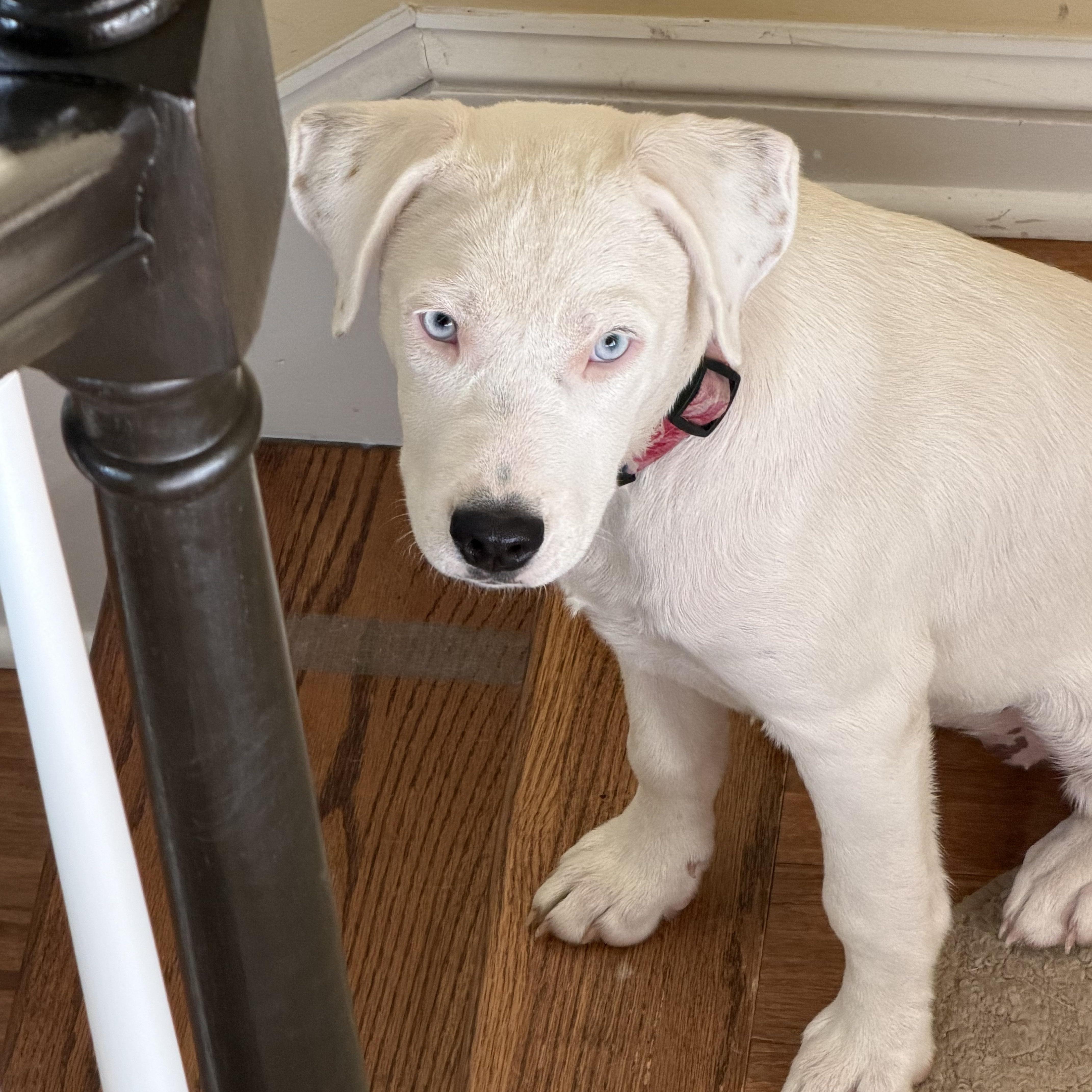 Enlarge Angel, a ADOPTABLE mixed breed in Alabaster, AL image 1/5