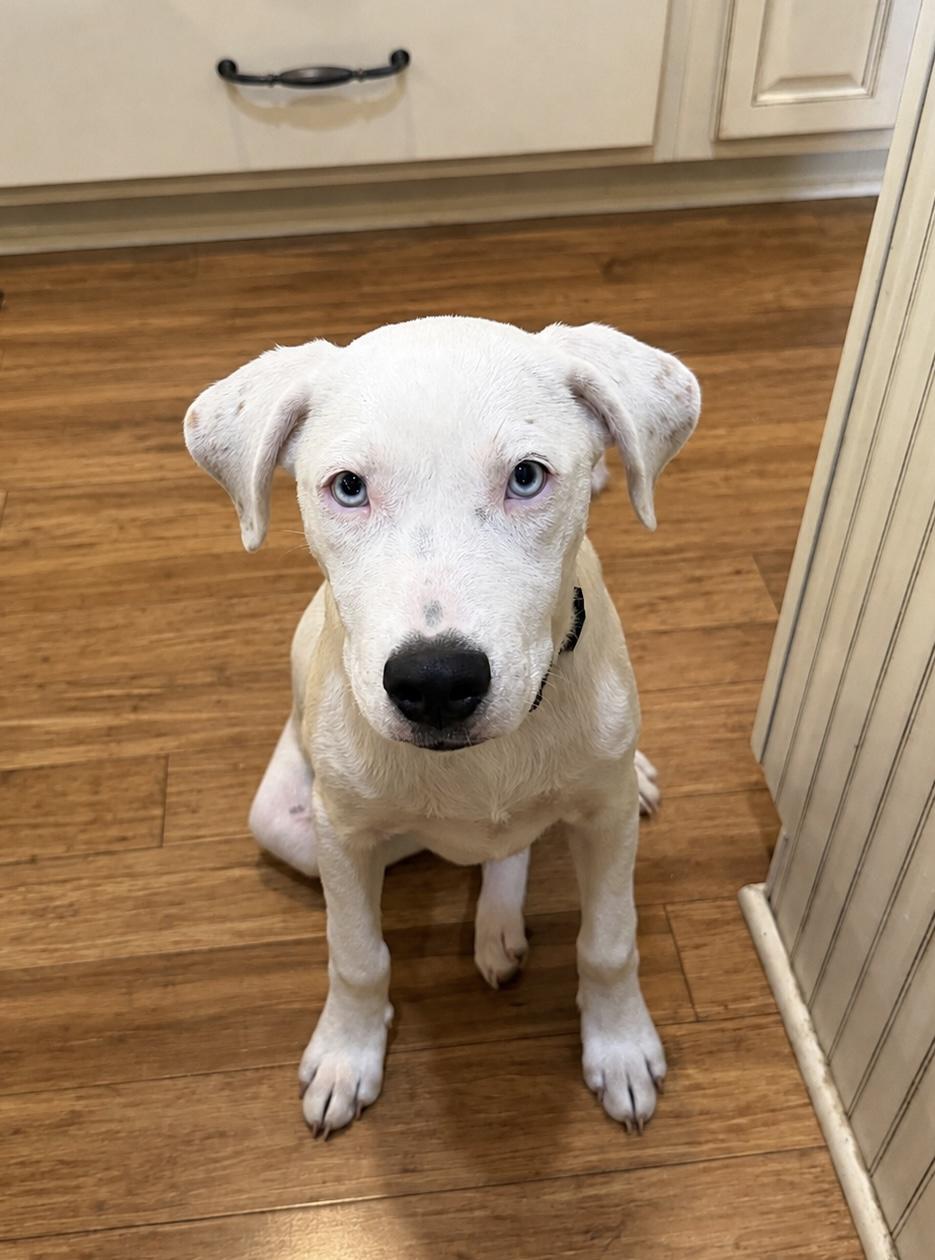 Enlarge Angel, a ADOPTABLE mixed breed in Alabaster, AL image 5/5
