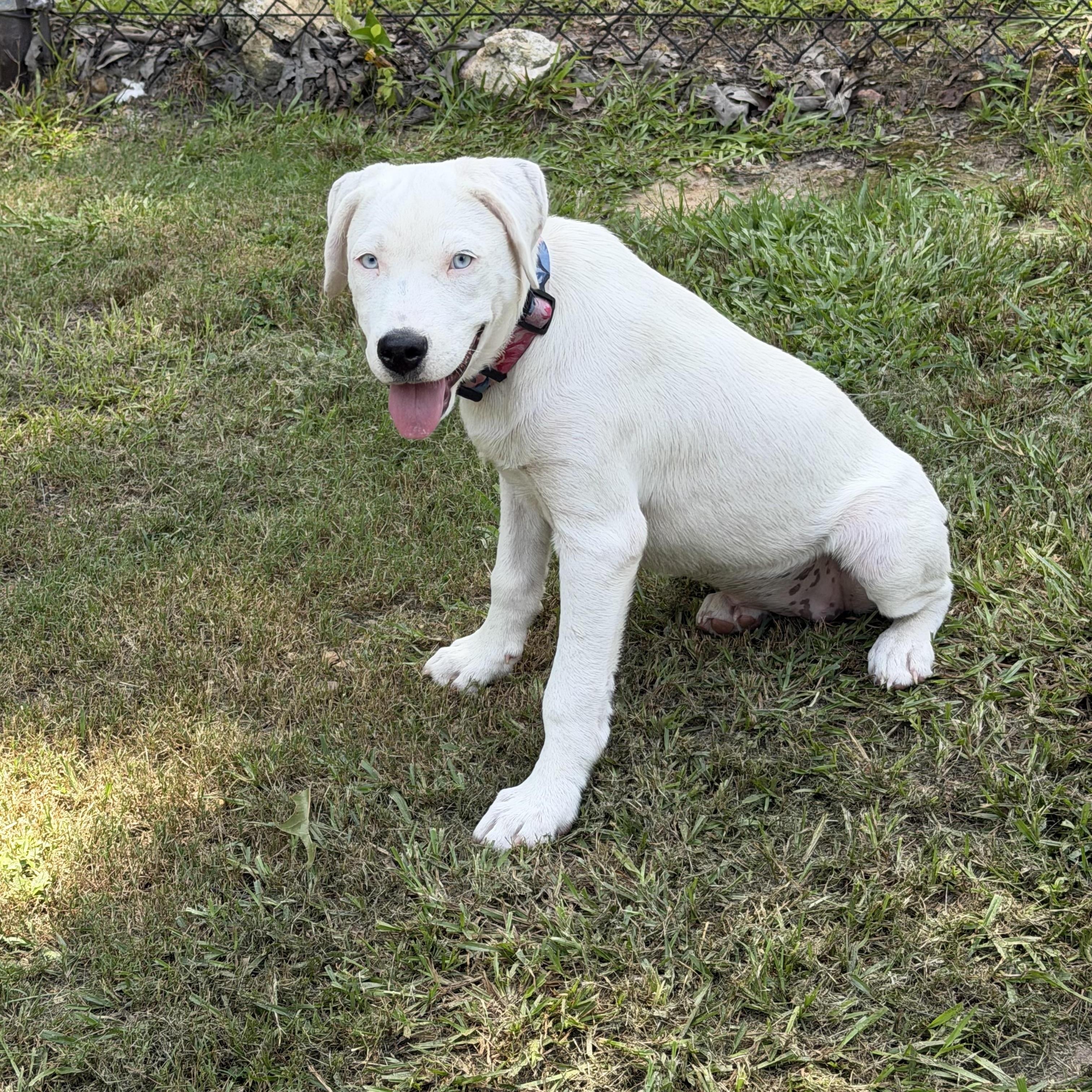 Enlarge Angel, a ADOPTABLE mixed breed in Alabaster, AL image 3/5