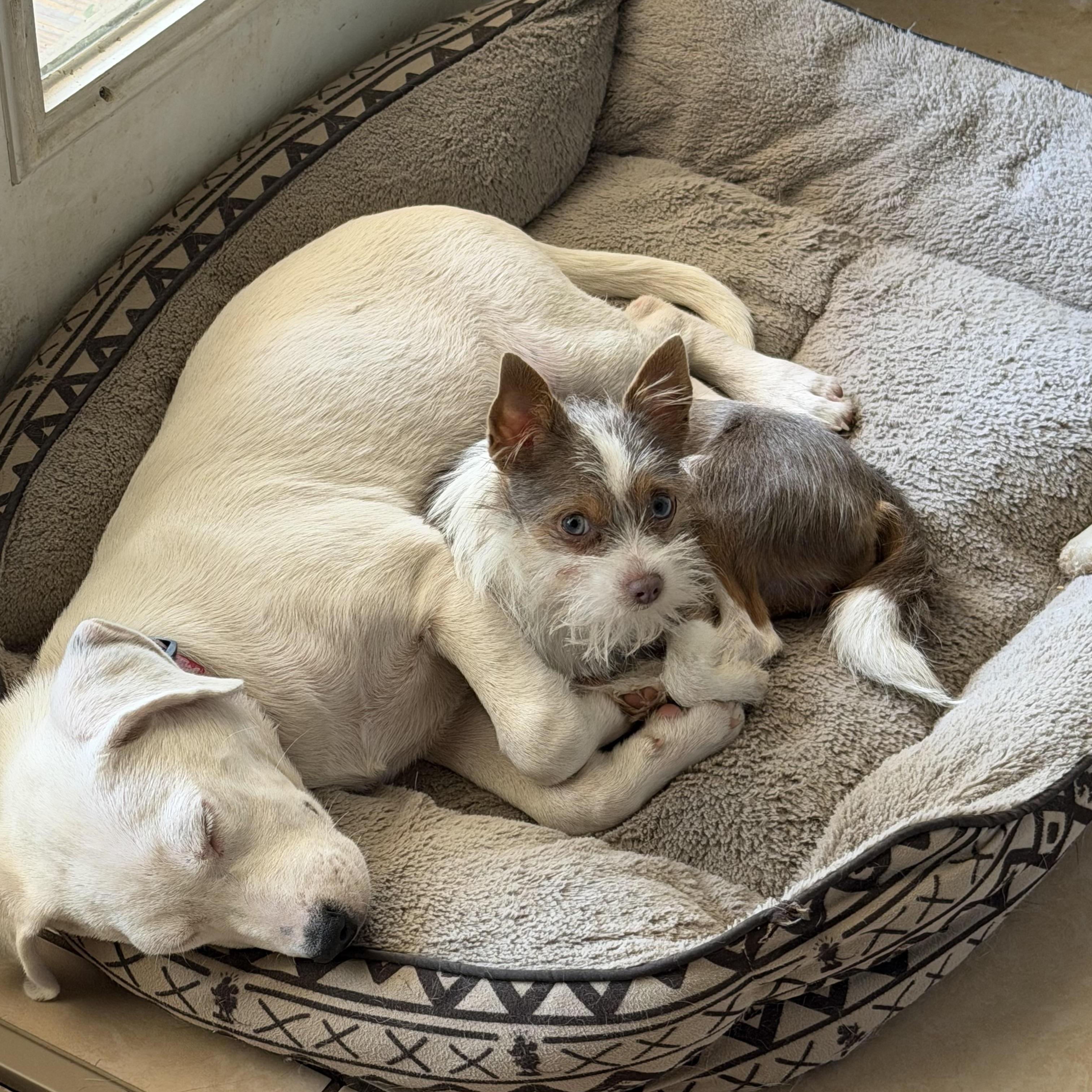 Enlarge Angel, a ADOPTABLE mixed breed in Alabaster, AL image 4/5