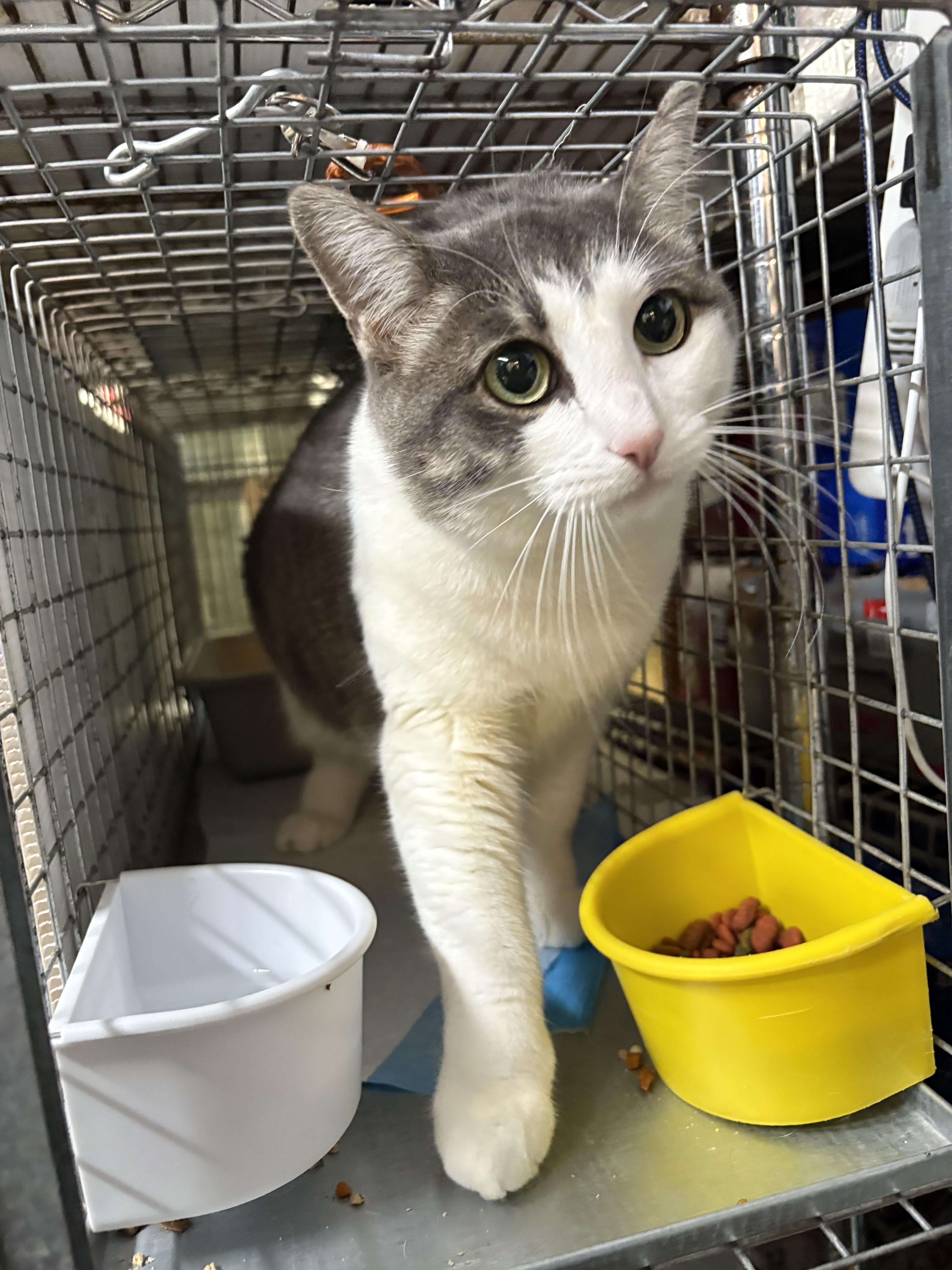 VICKY - BIG GIRL BIGGER HEART