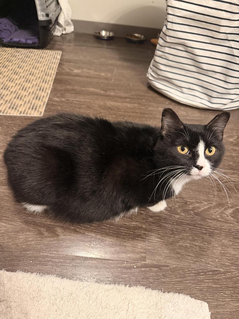 Shiva, Adoptable, Young Female Domestic Short Hair.