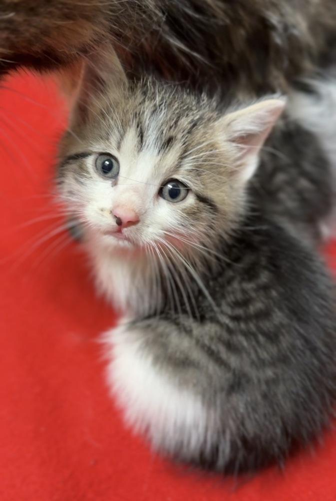 Sally, a Adoptable Domestic Short Hair image 1/2