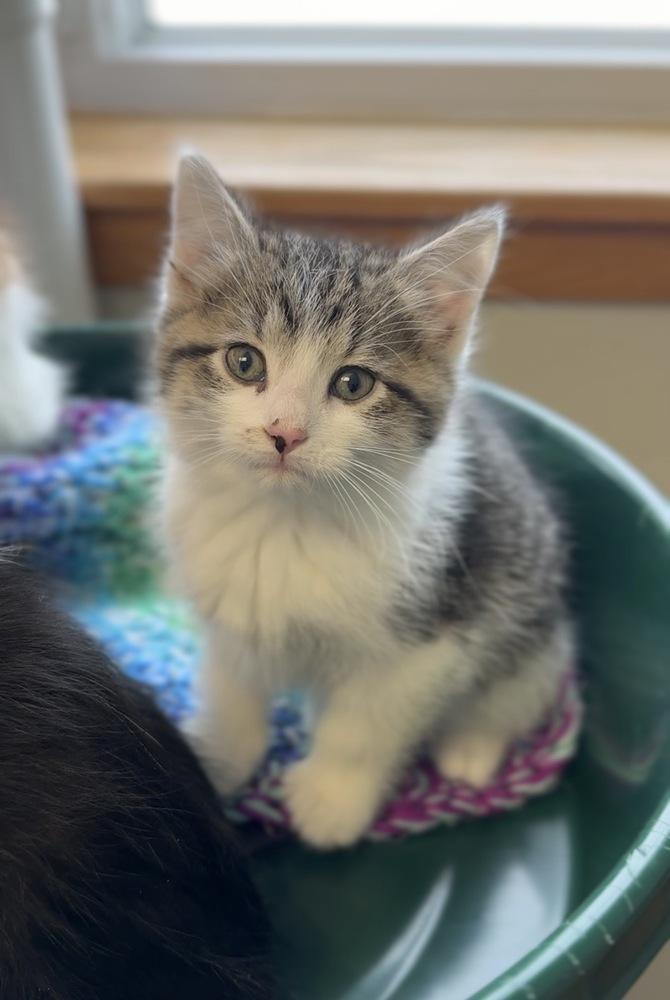 Sally, a Adoptable Domestic Short Hair image 2/2