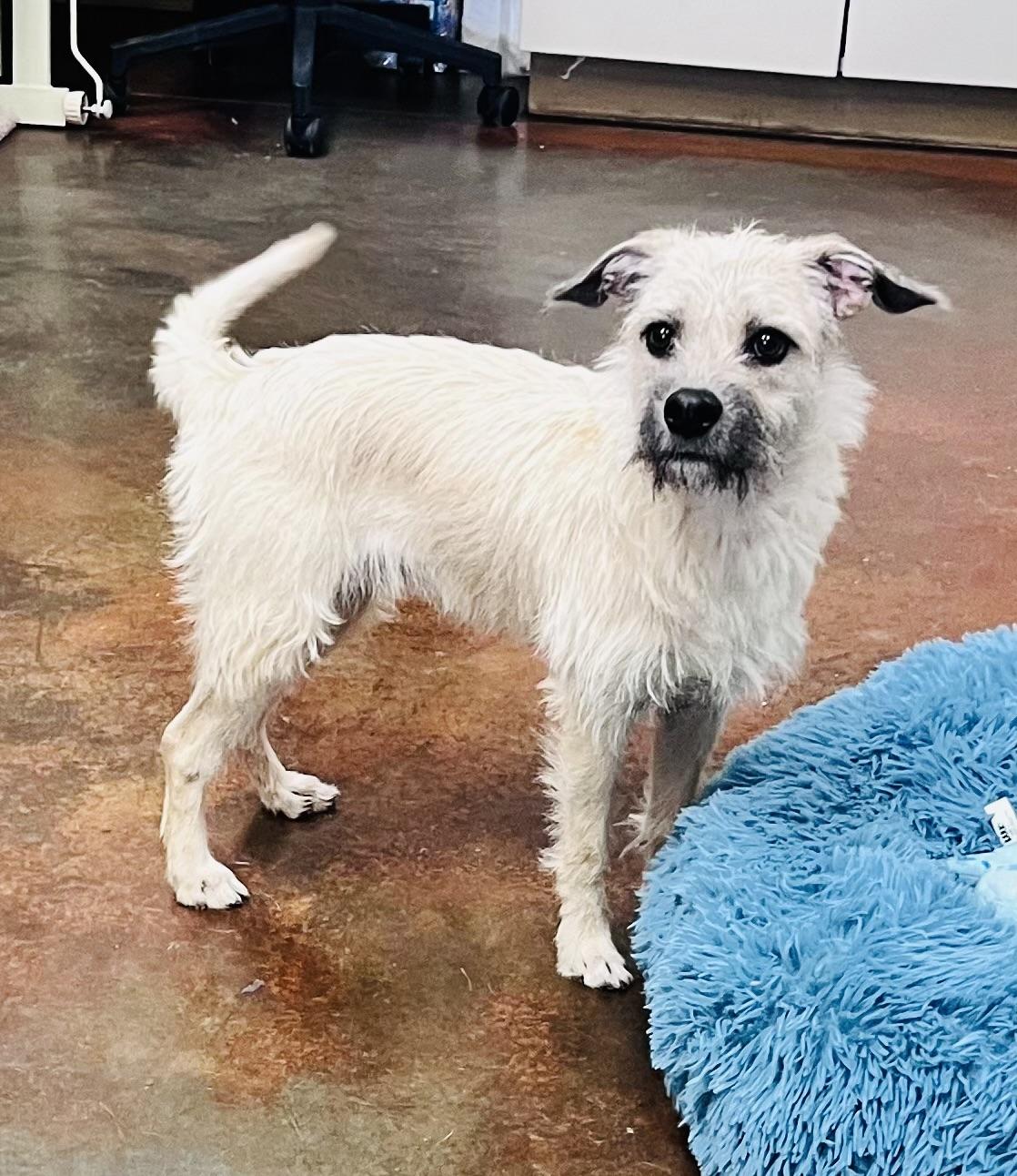 Enlarge Rickon, a ADOPTABLE mixed breed in Council Bluffs, IA image 1/1