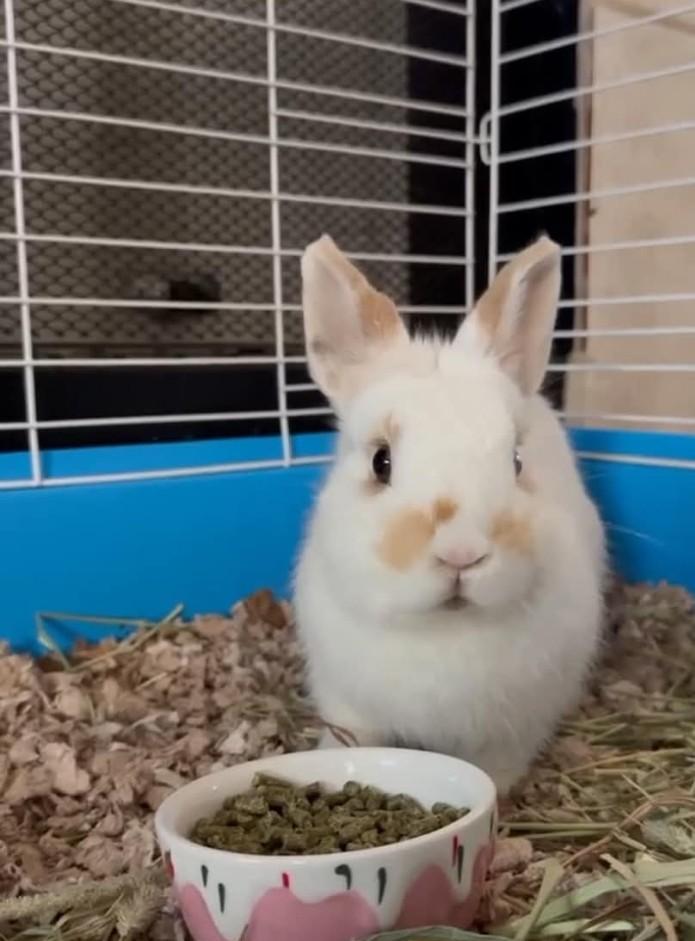 Strudel, adopted, Young Female Dwarf.