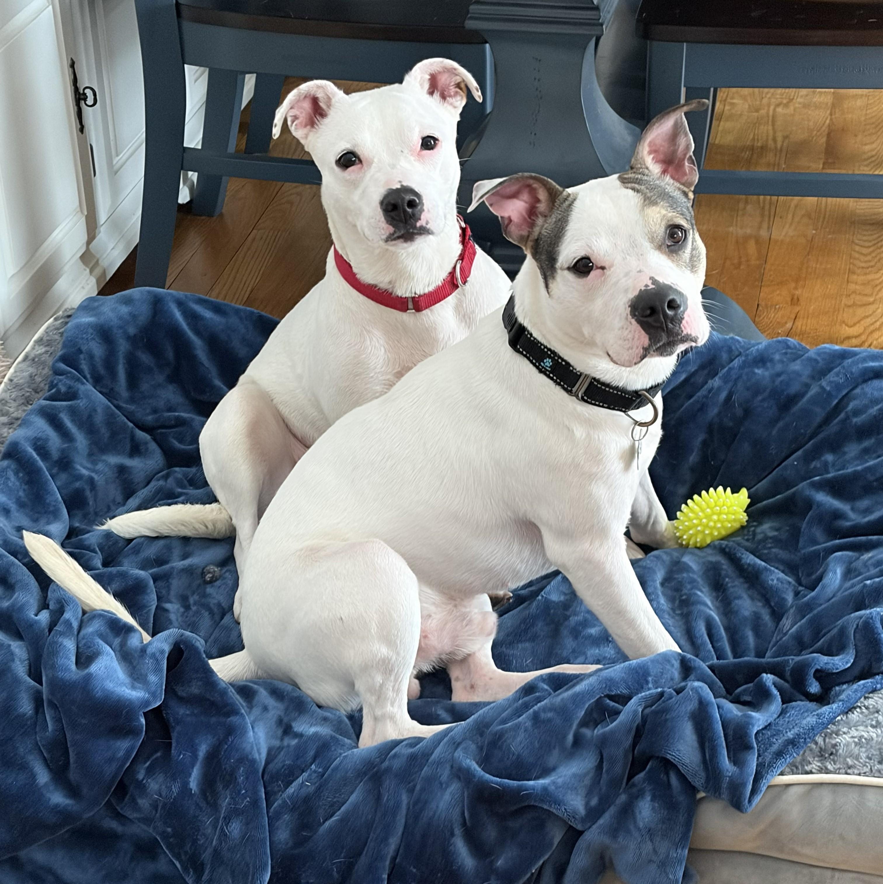 Kai, a ADOPTABLE mixed breed in Albany, NY image 4/6