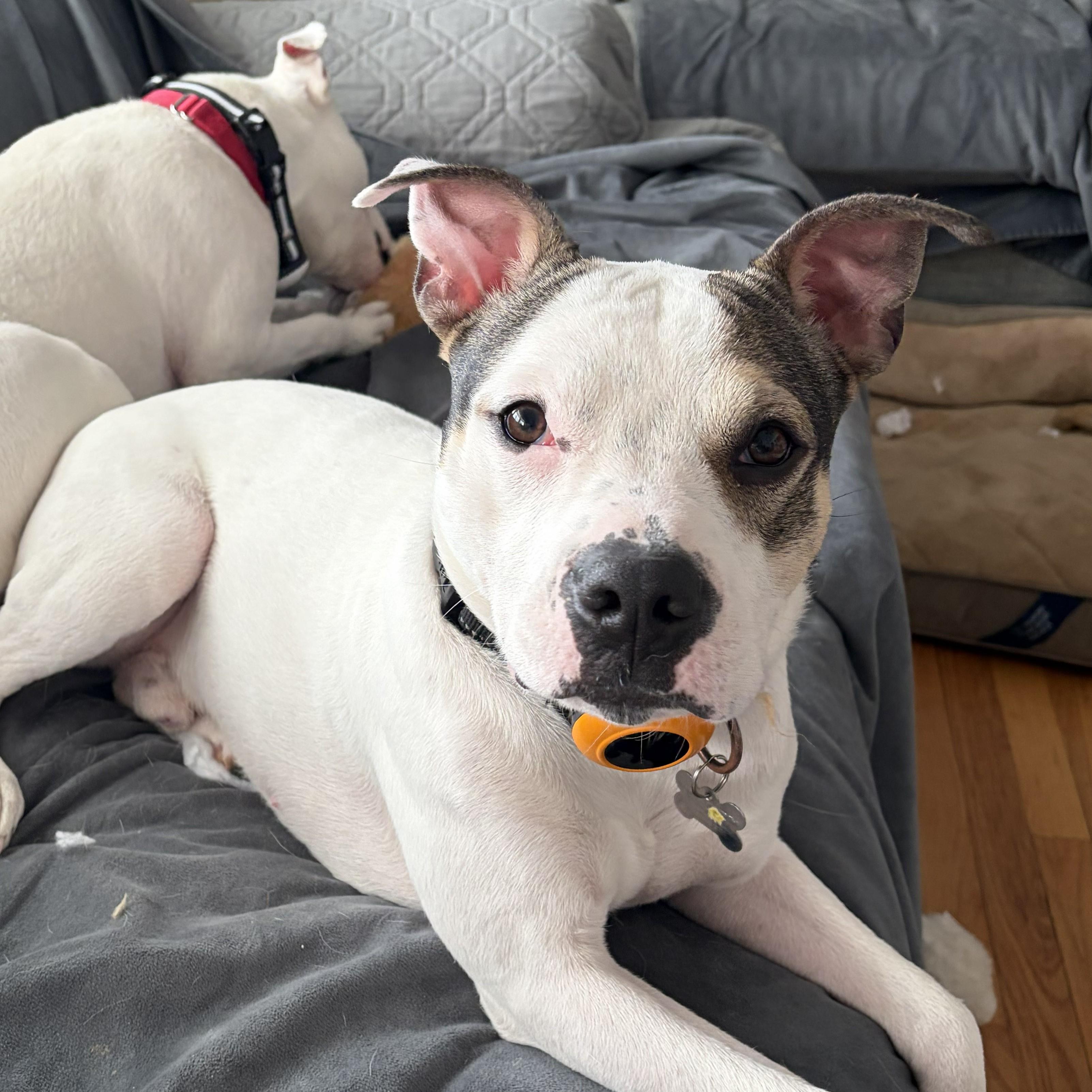 Kai, a ADOPTABLE mixed breed in Albany, NY image 1/6