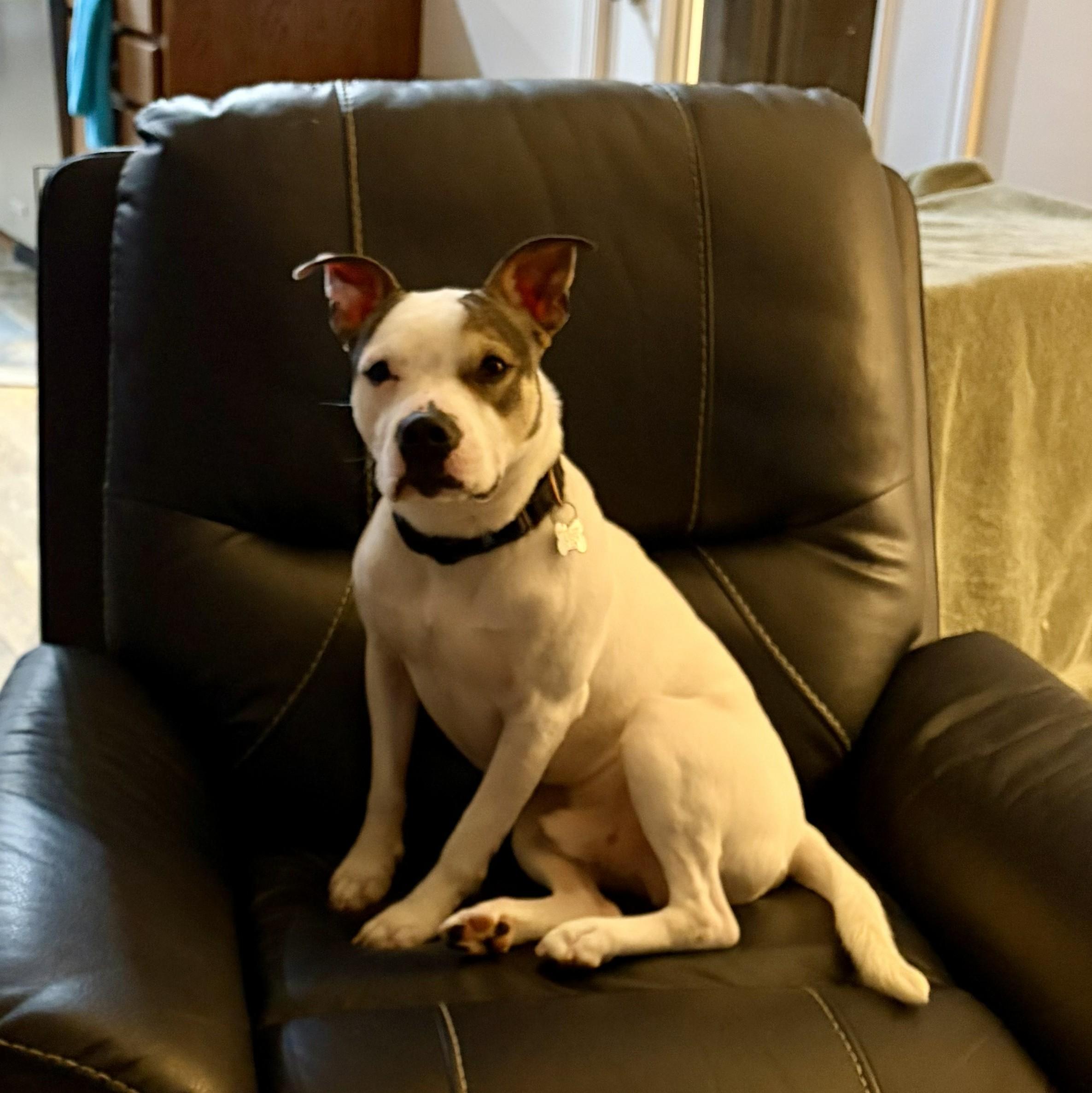 Kai, a ADOPTABLE mixed breed in Albany, NY image 2/6