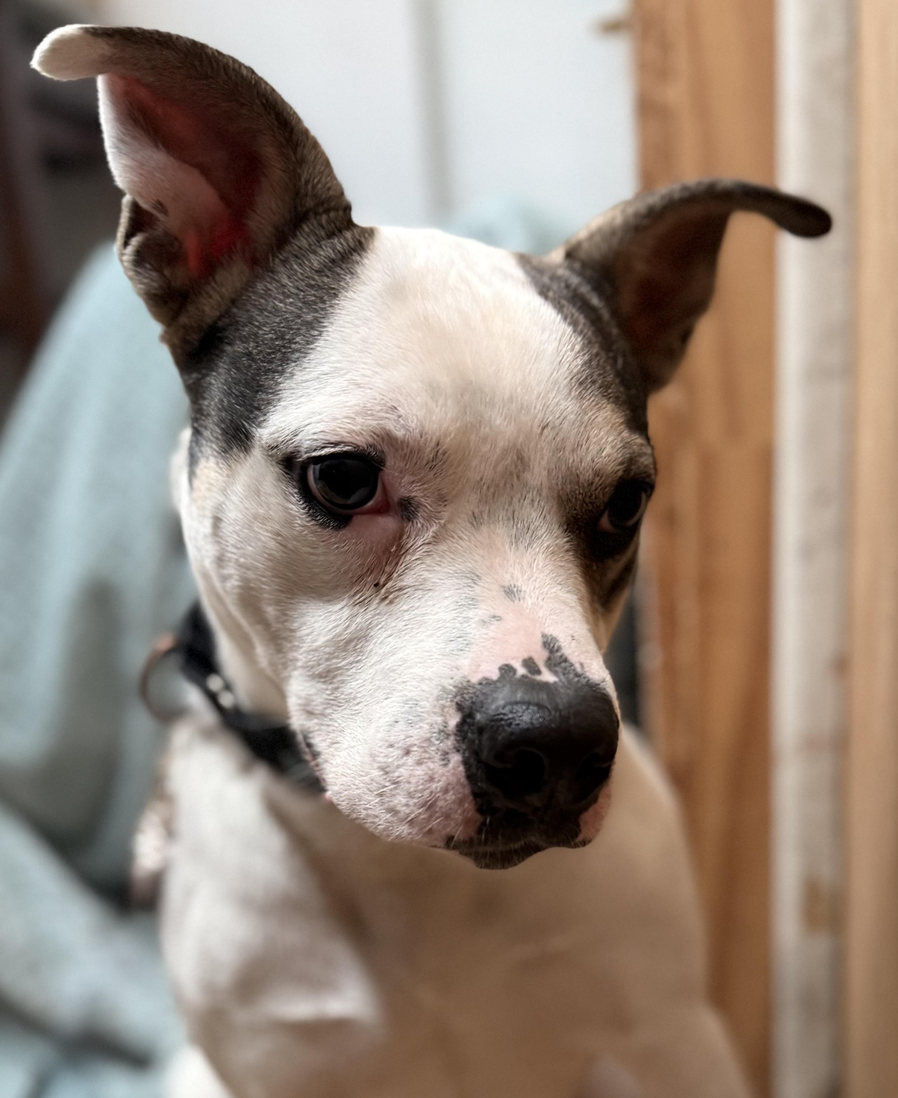 Enlarge Kai, a ADOPTABLE mixed breed in Albany, NY image 3/6