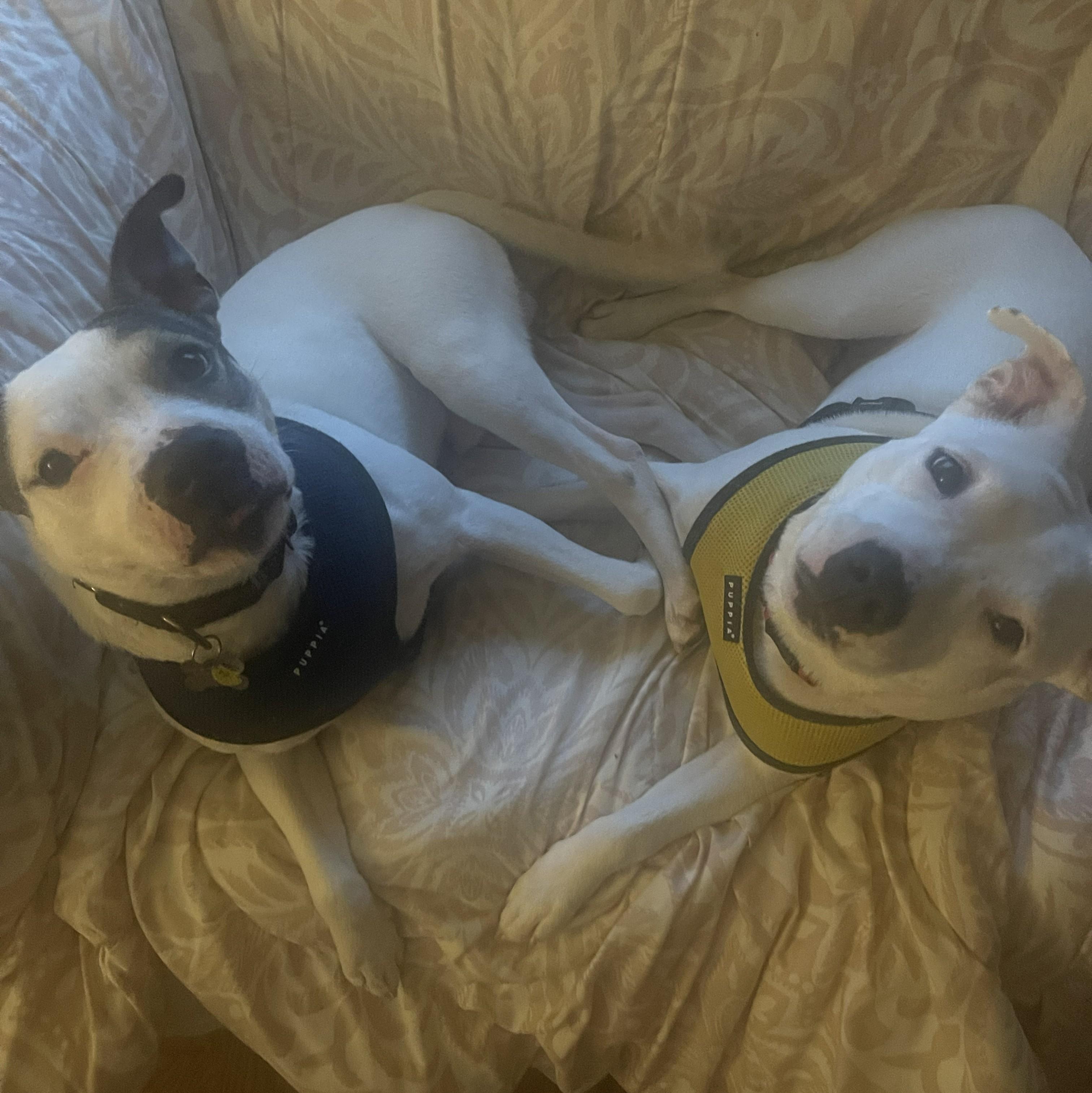 Kai, a ADOPTABLE mixed breed in Albany, NY image 6/6