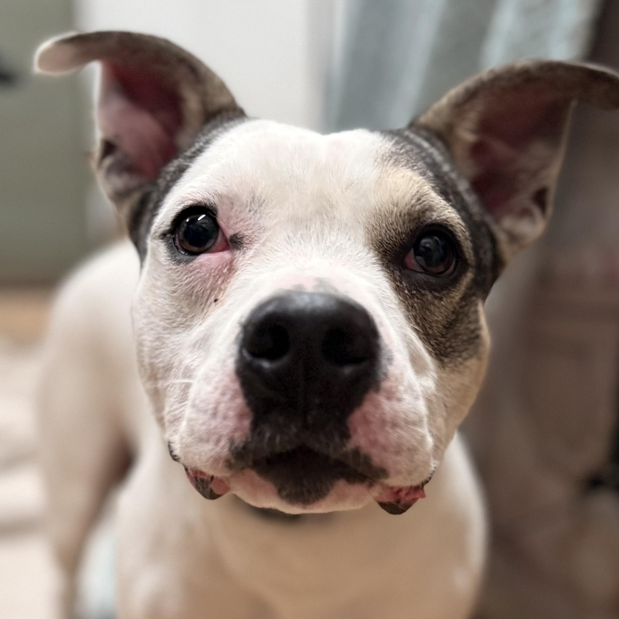 Enlarge Kai, a ADOPTABLE mixed breed in Albany, NY image 1/6