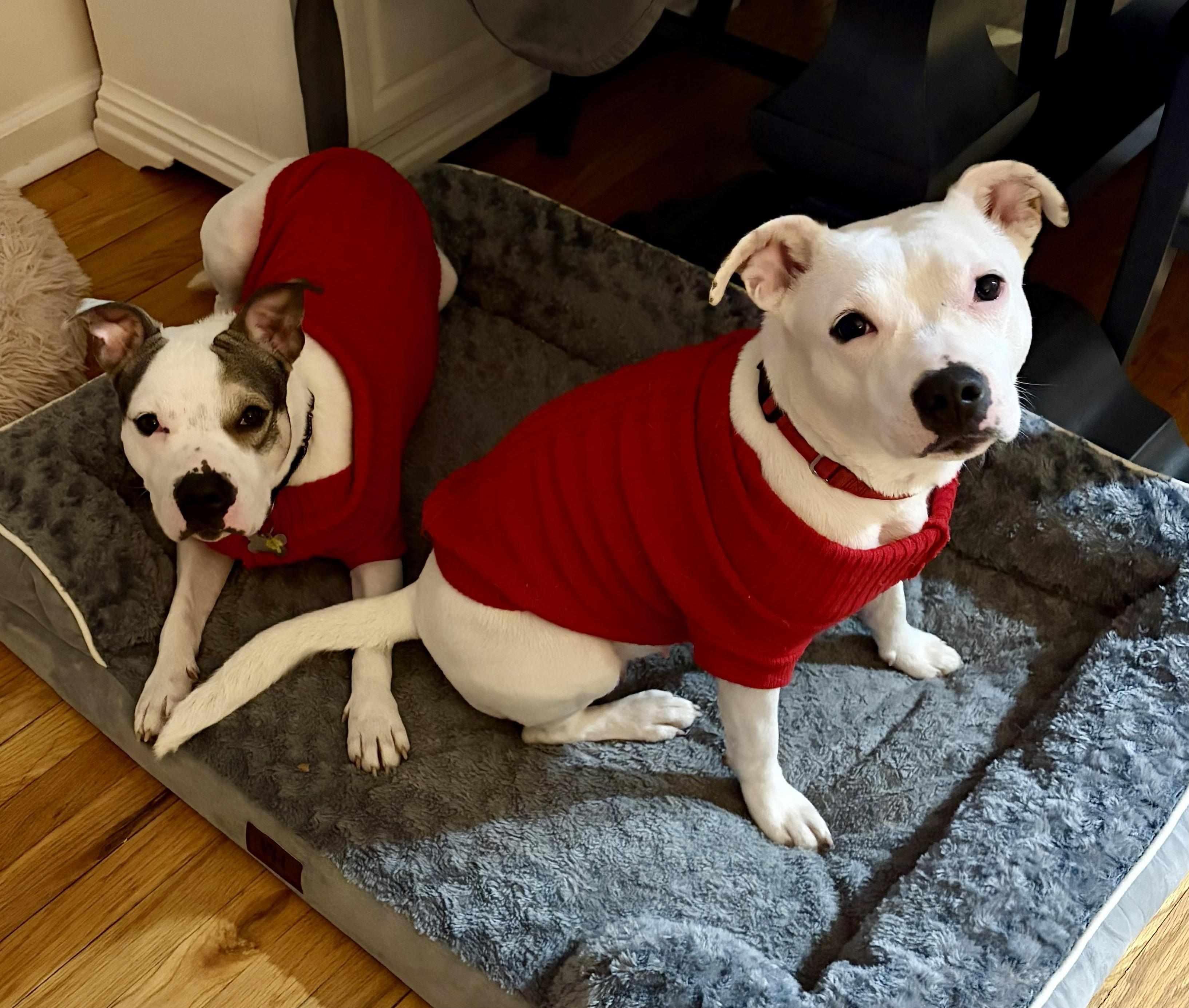 Kai, a ADOPTABLE mixed breed in Albany, NY image 5/6