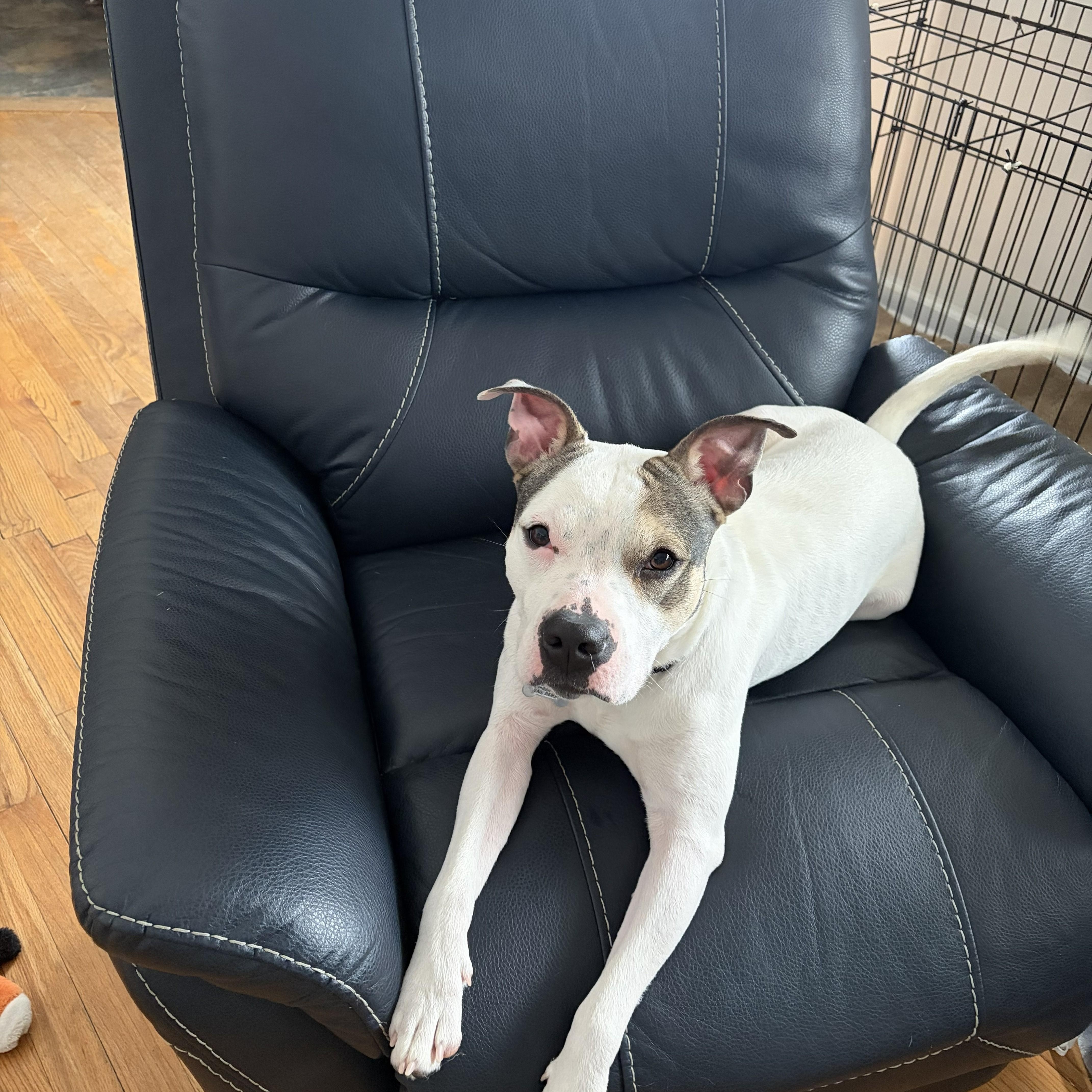 Kai, a ADOPTABLE mixed breed in Albany, NY image 3/6