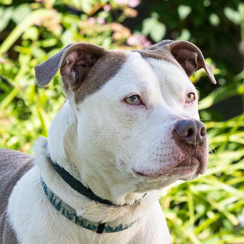 Enlarge Zuko, a Adoptable Pit Bull Terrier in Council Bluffs, IA image 1/4