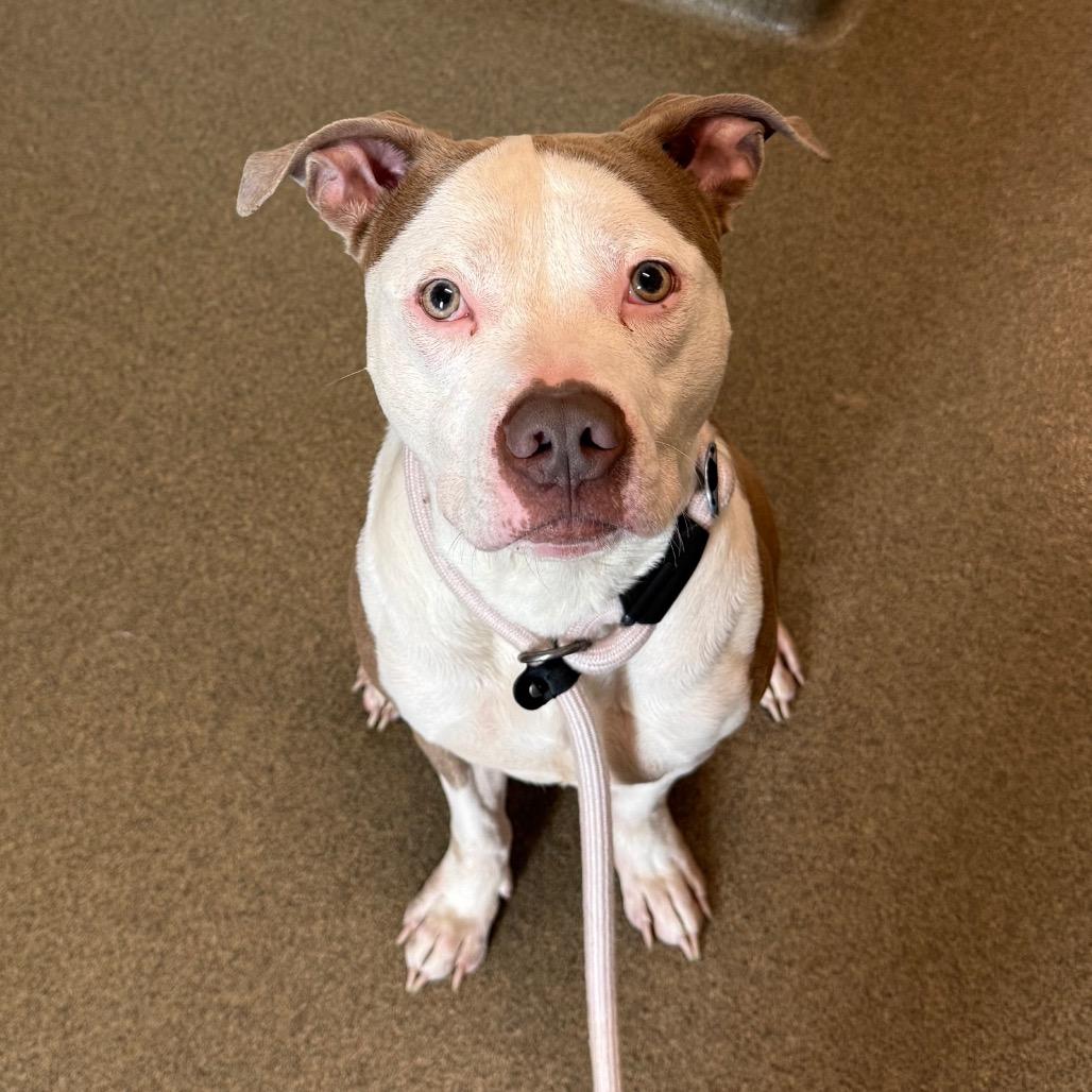 Enlarge Zuko, a Adoptable Pit Bull Terrier in Council Bluffs, IA image 2/4