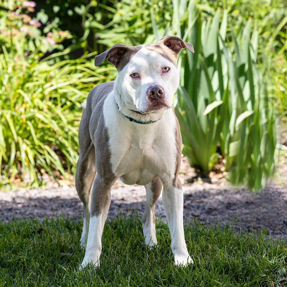 Enlarge Zuko, a Adoptable Pit Bull Terrier in Council Bluffs, IA image 3/4