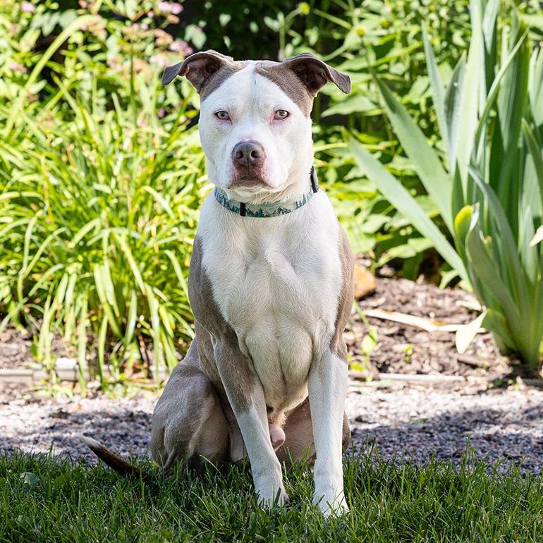 Enlarge Zuko, a Adoptable Pit Bull Terrier in Council Bluffs, IA image 4/4