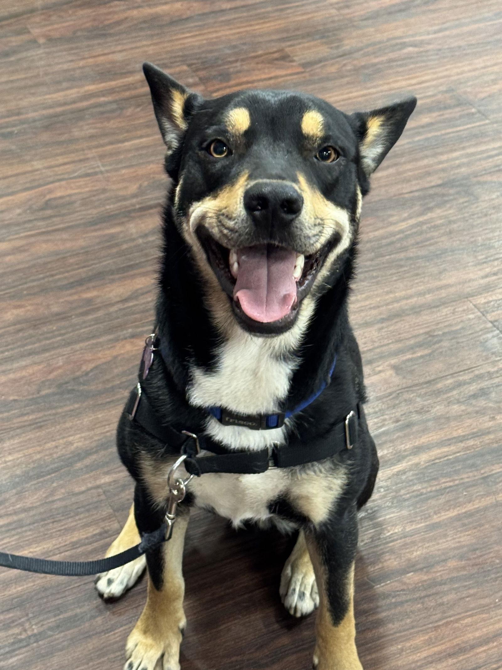 Yogi Bear, Adoptable, Adult Male Shepherd & Husky.