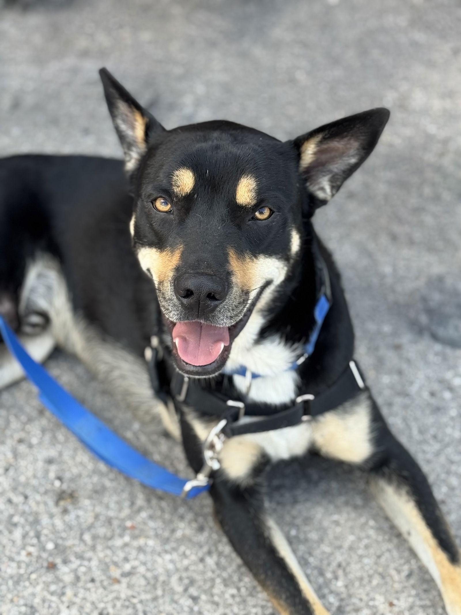Enlarge Yogi Bear, a Adoptable mixed breed in Fort Worth, TX image 2/3