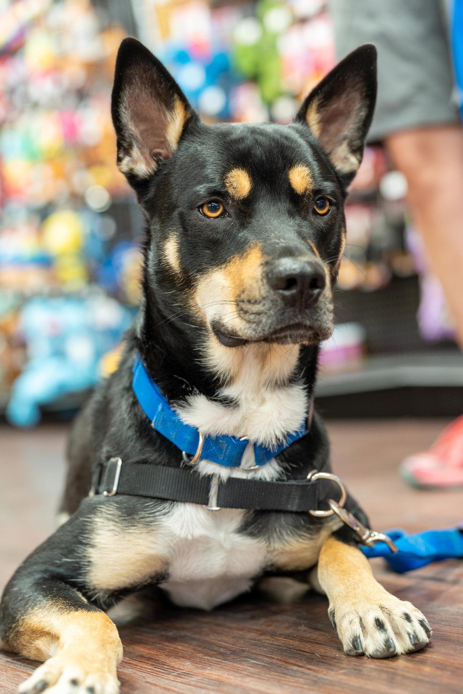 Enlarge Yogi Bear, a Adoptable Australian Kelpie in Fort Worth, TX image 2/3