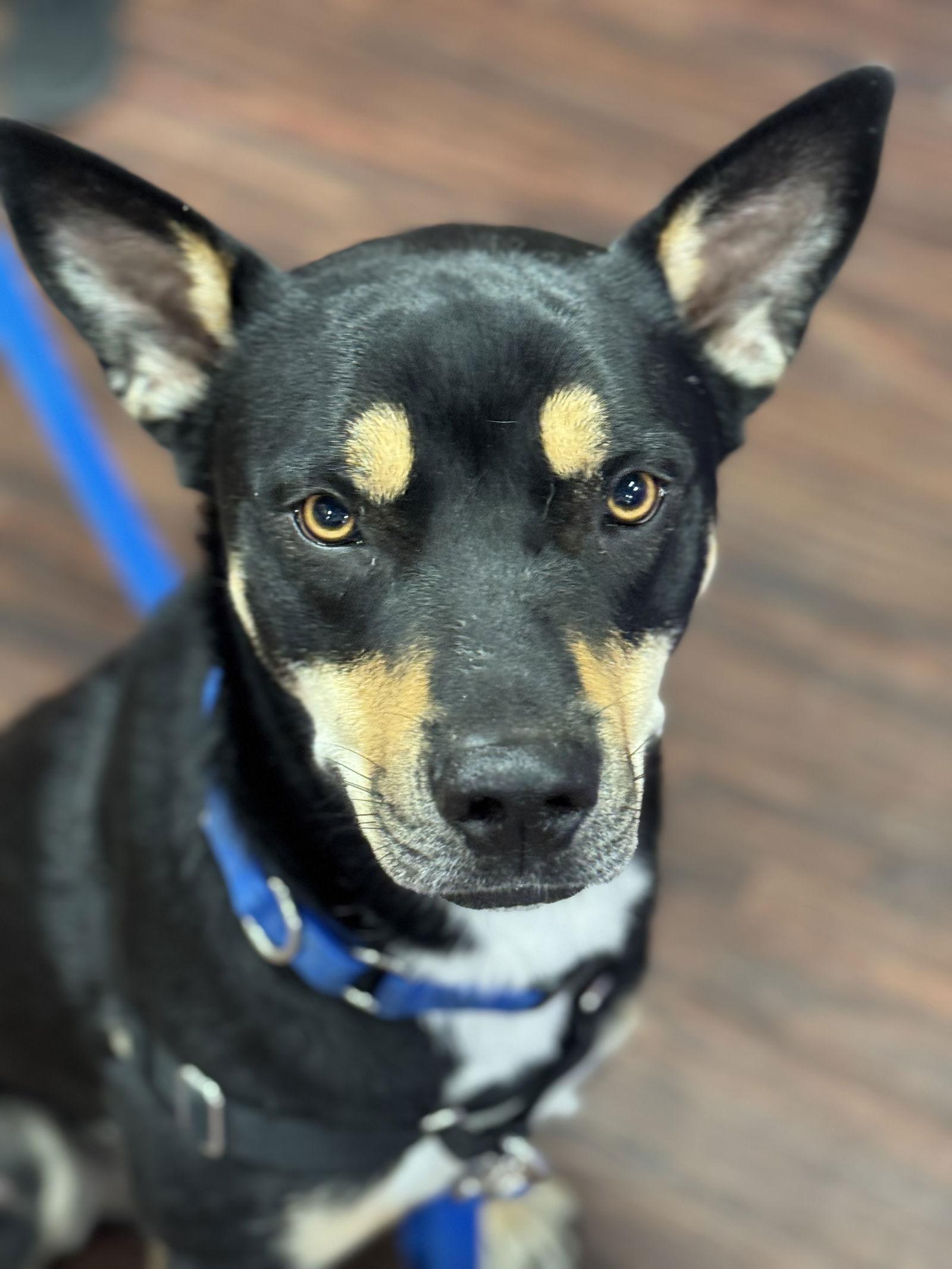 Enlarge Yogi Bear, a Adoptable mixed breed in Fort Worth, TX image 3/3