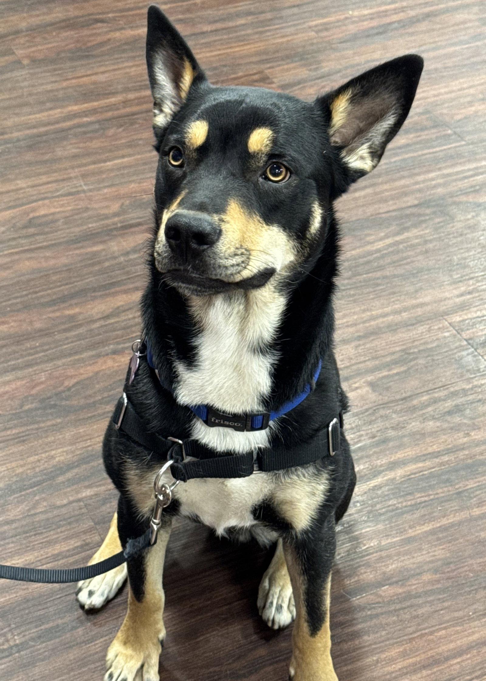 Enlarge Yogi Bear, a Adoptable Australian Kelpie in Fort Worth, TX image 3/3
