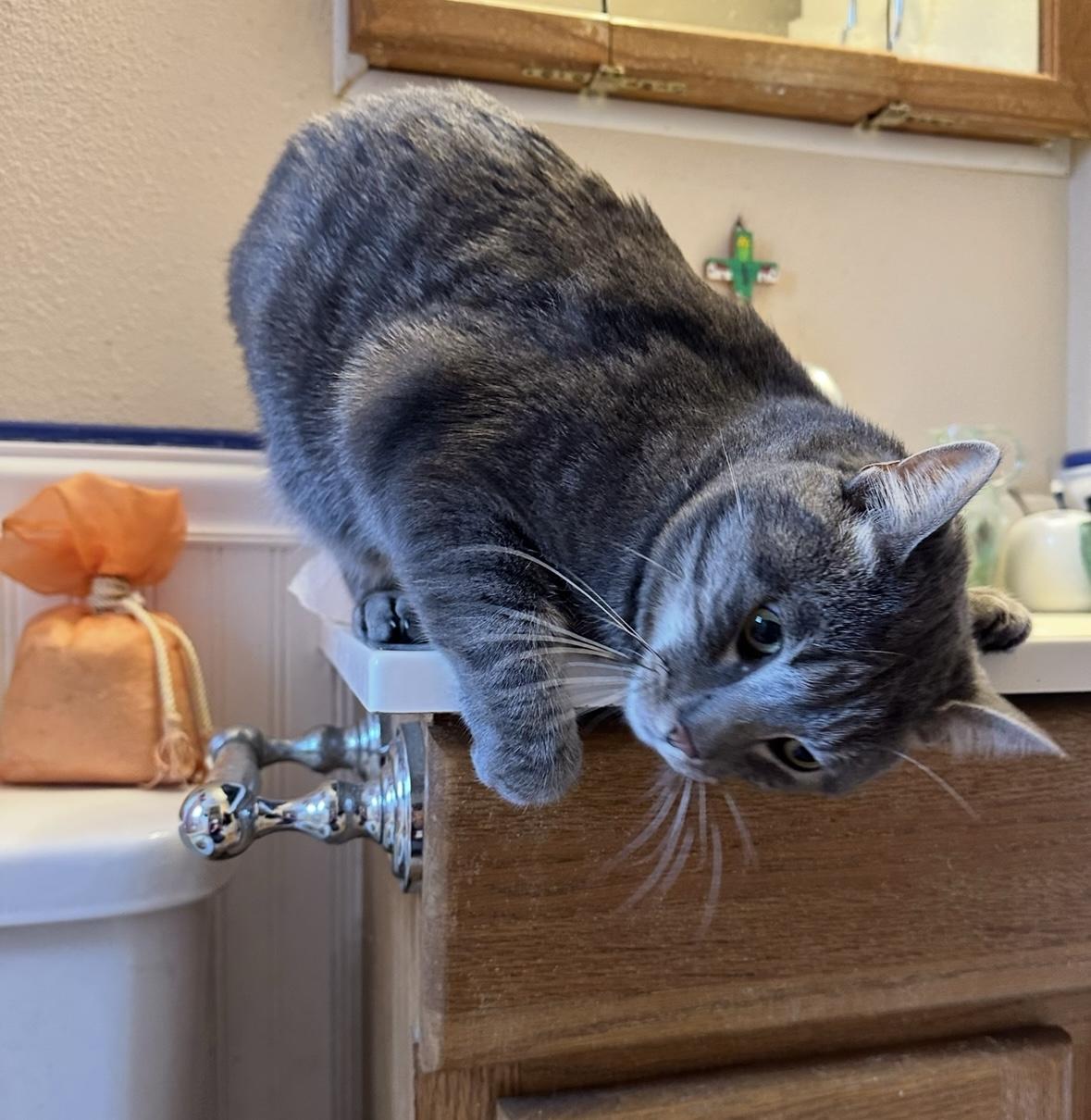 Enlarge Beastie Boy, a Adoptable Domestic Short Hair in Highlands Ranch, CO image 5/6