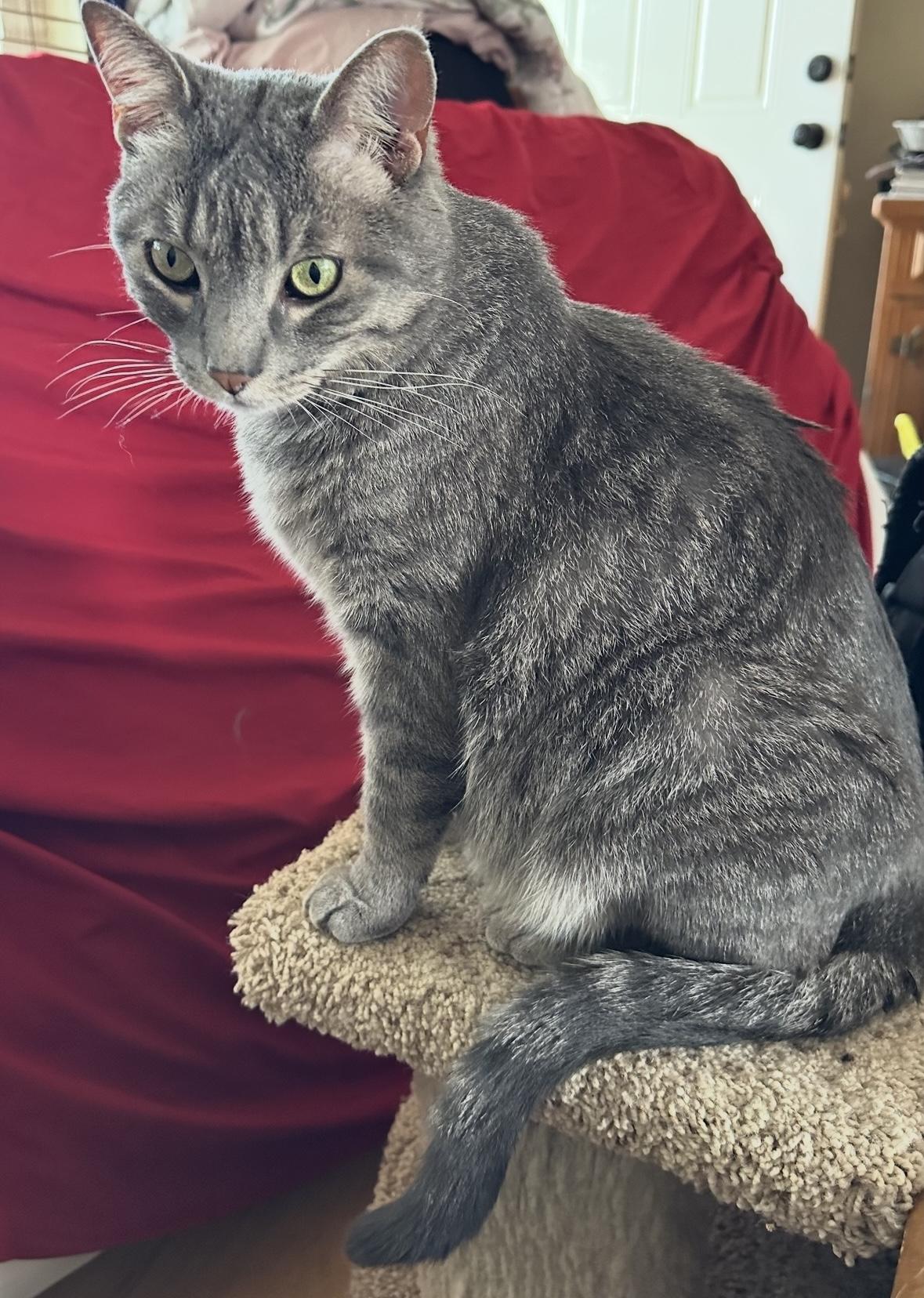 Enlarge Beastie Boy, a Adoptable Domestic Short Hair in Highlands Ranch, CO image 3/6