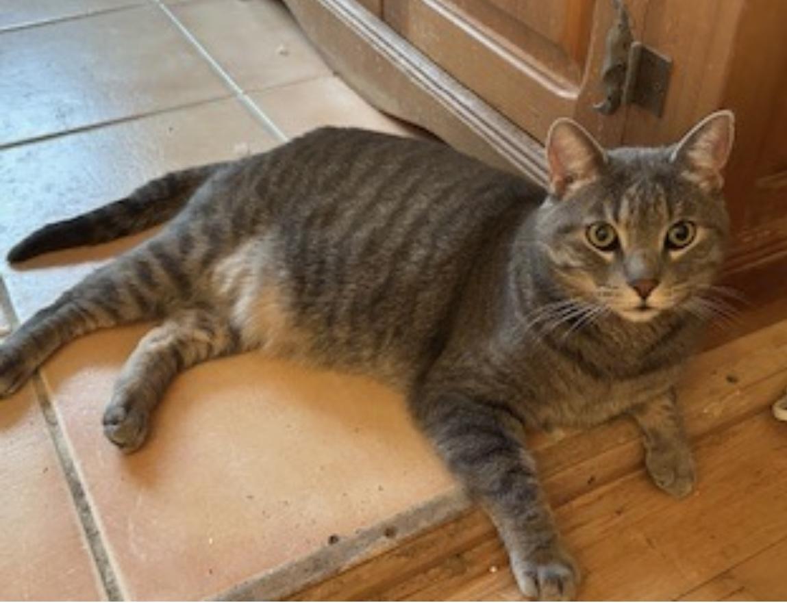 Enlarge Beastie Boy, a Adoptable Domestic Short Hair in Highlands Ranch, CO image 6/6