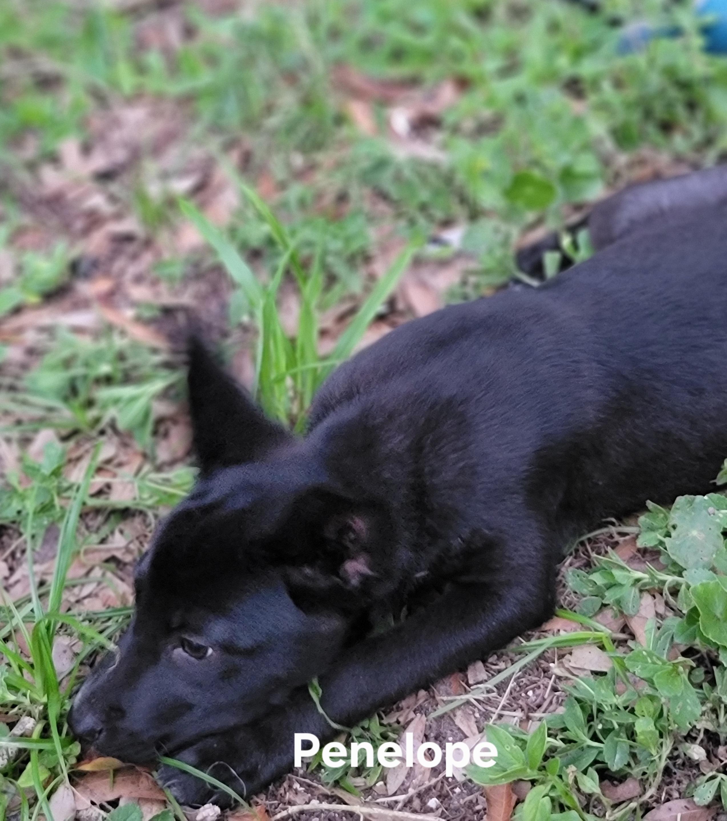 Penelope, Adoptable, Puppy Female Chihuahua.