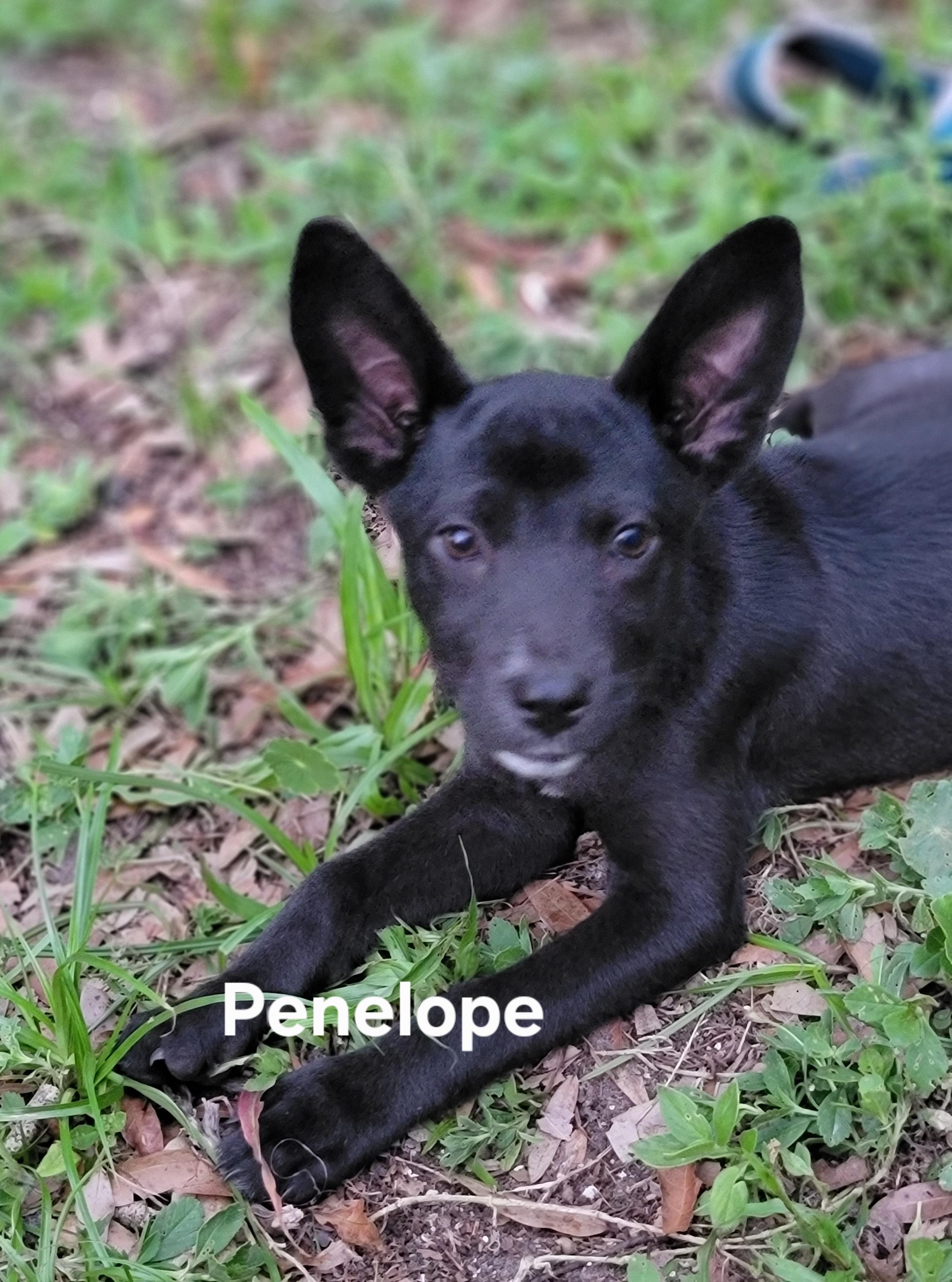 Enlarge Penelope, a Adoptable mixed breed in St. Augustine, FL image 2/2