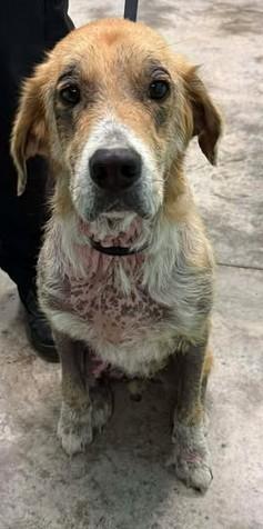Stinker, Adoptable, Adult Male Mixed Breed & Mixed Breed.