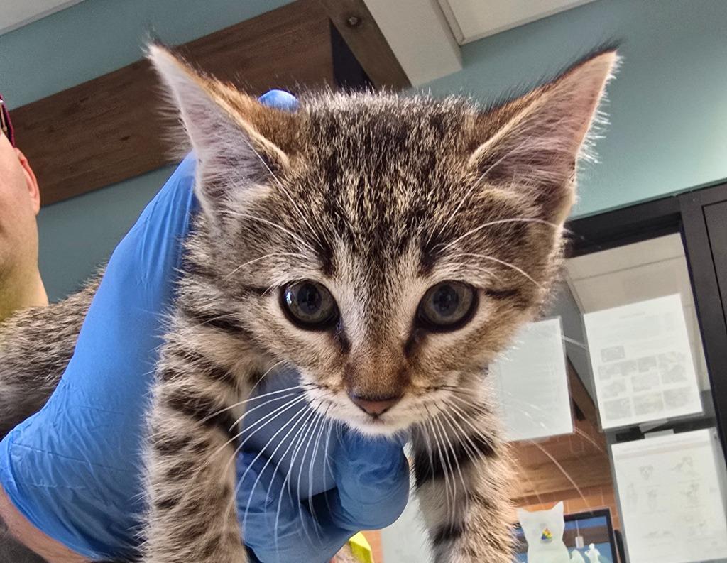 Raeve, Adopted, Kitten Female Domestic Short Hair.