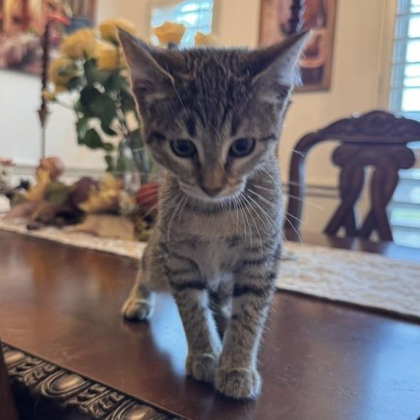 Enlarge Raeve, a Adopted mixed breed in Rowlett, TX image 2/4