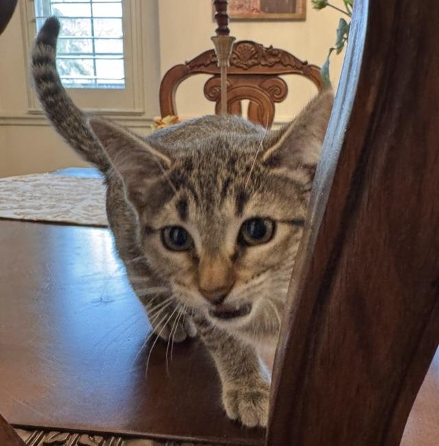 Enlarge Raeve, a Adopted mixed breed in Rowlett, TX image 3/4