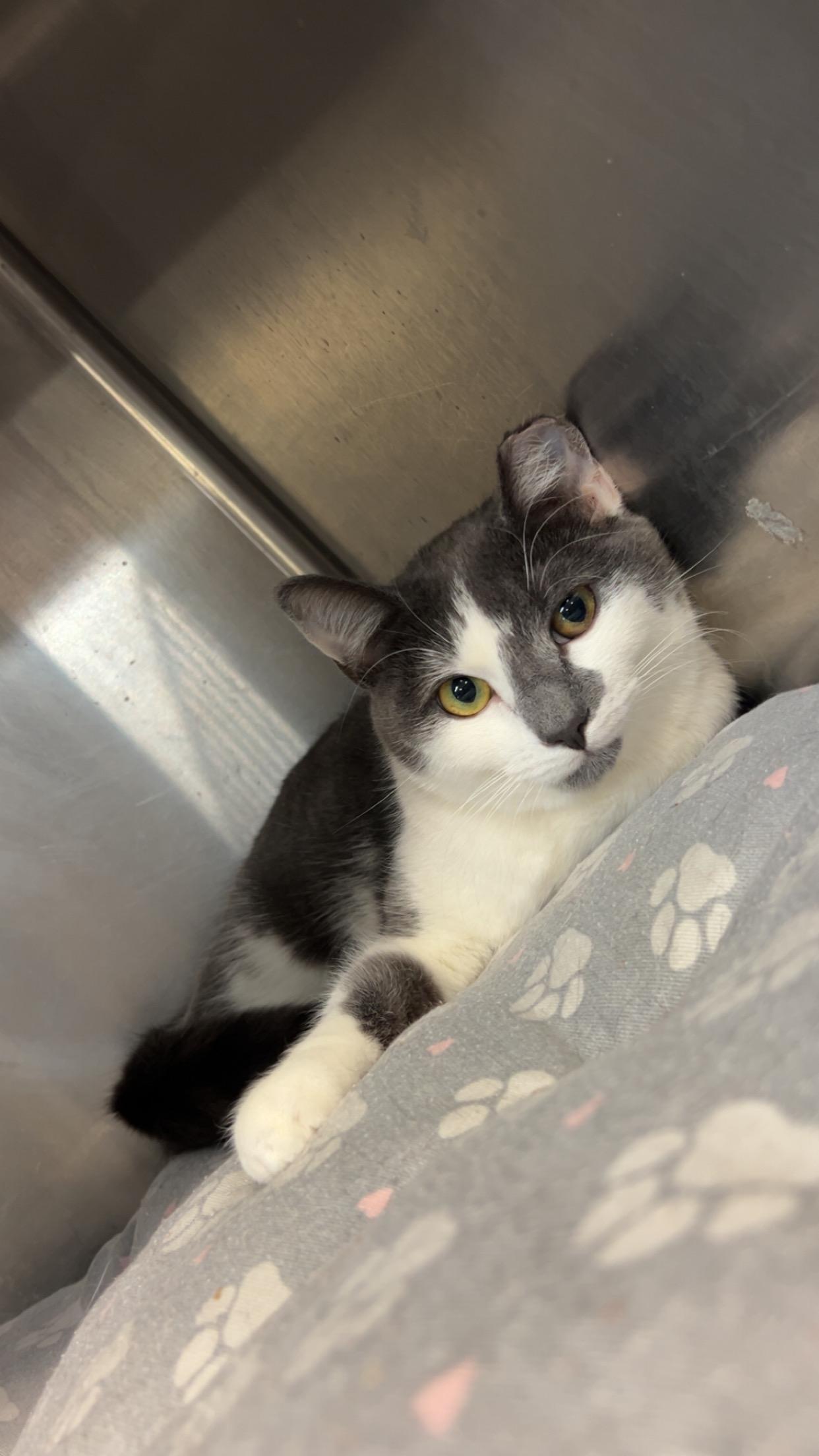 Annie, adopted, Young Female Domestic Short Hair.