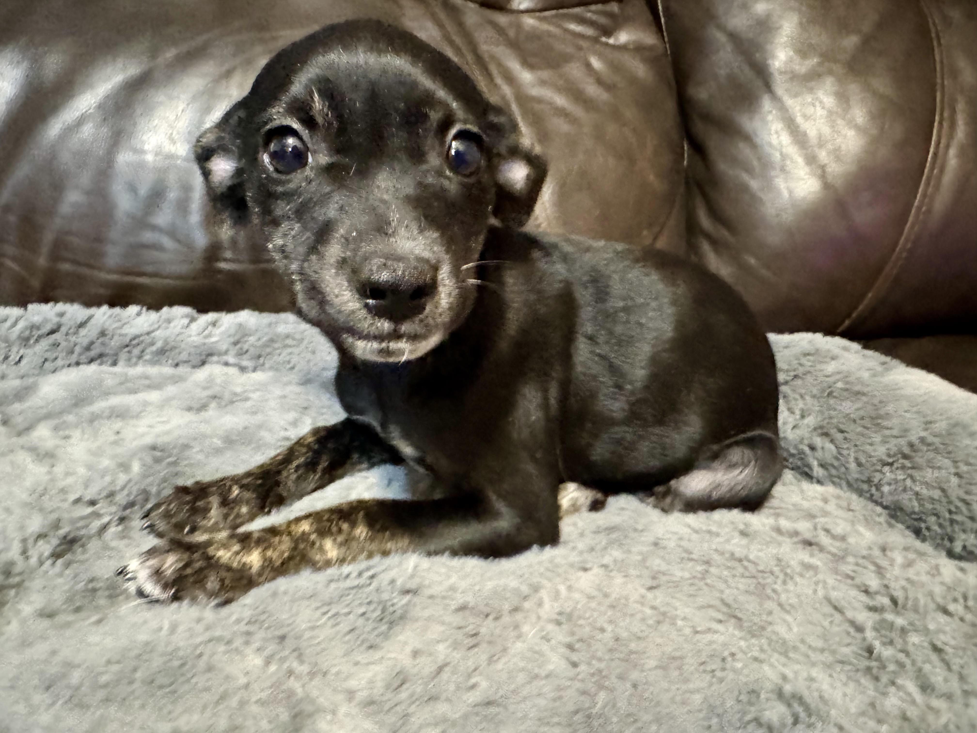 Velvet, a ADOPTABLE mixed breed in Maiden, NC image 1/3
