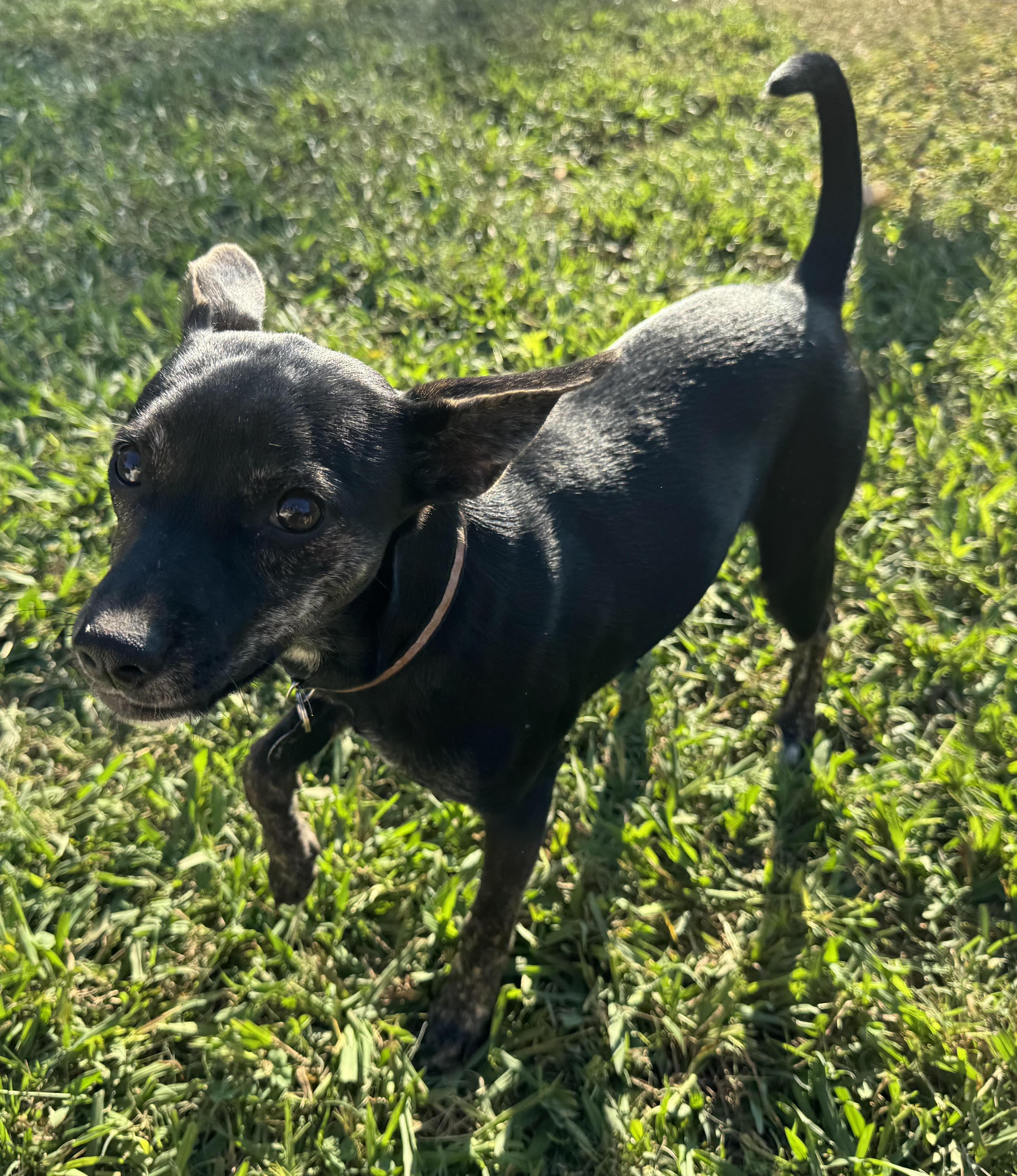Velvet, Adoptable, Puppy Female Terrier.