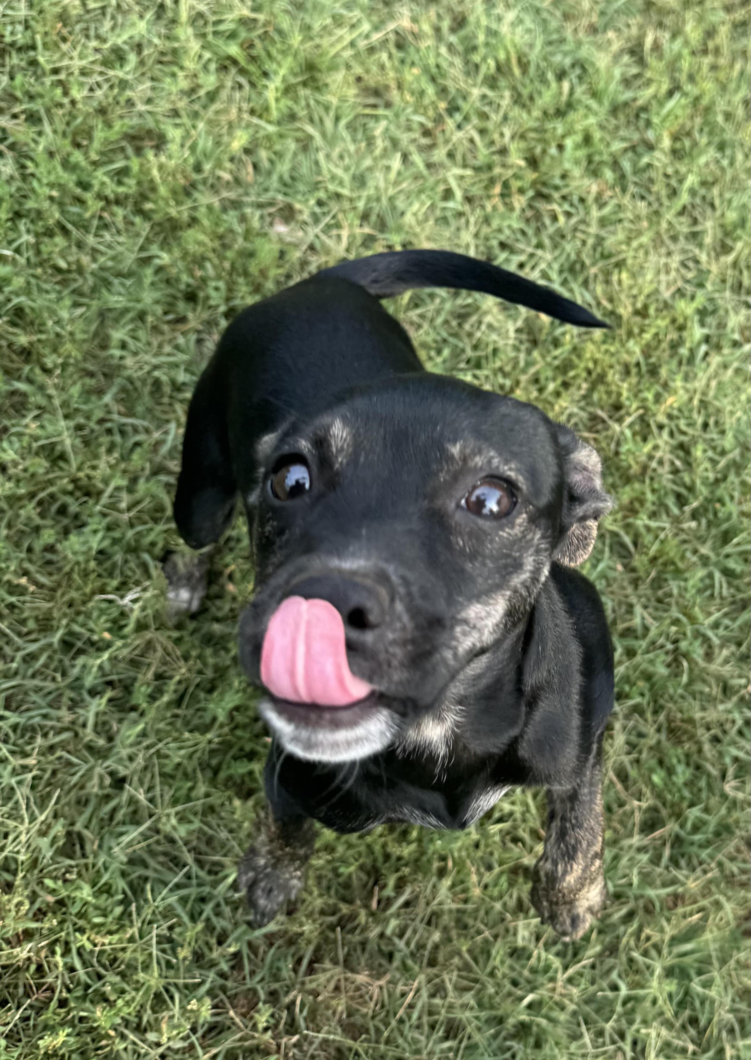 Enlarge Velvet, a ADOPTABLE mixed breed in Maiden, NC image 3/6