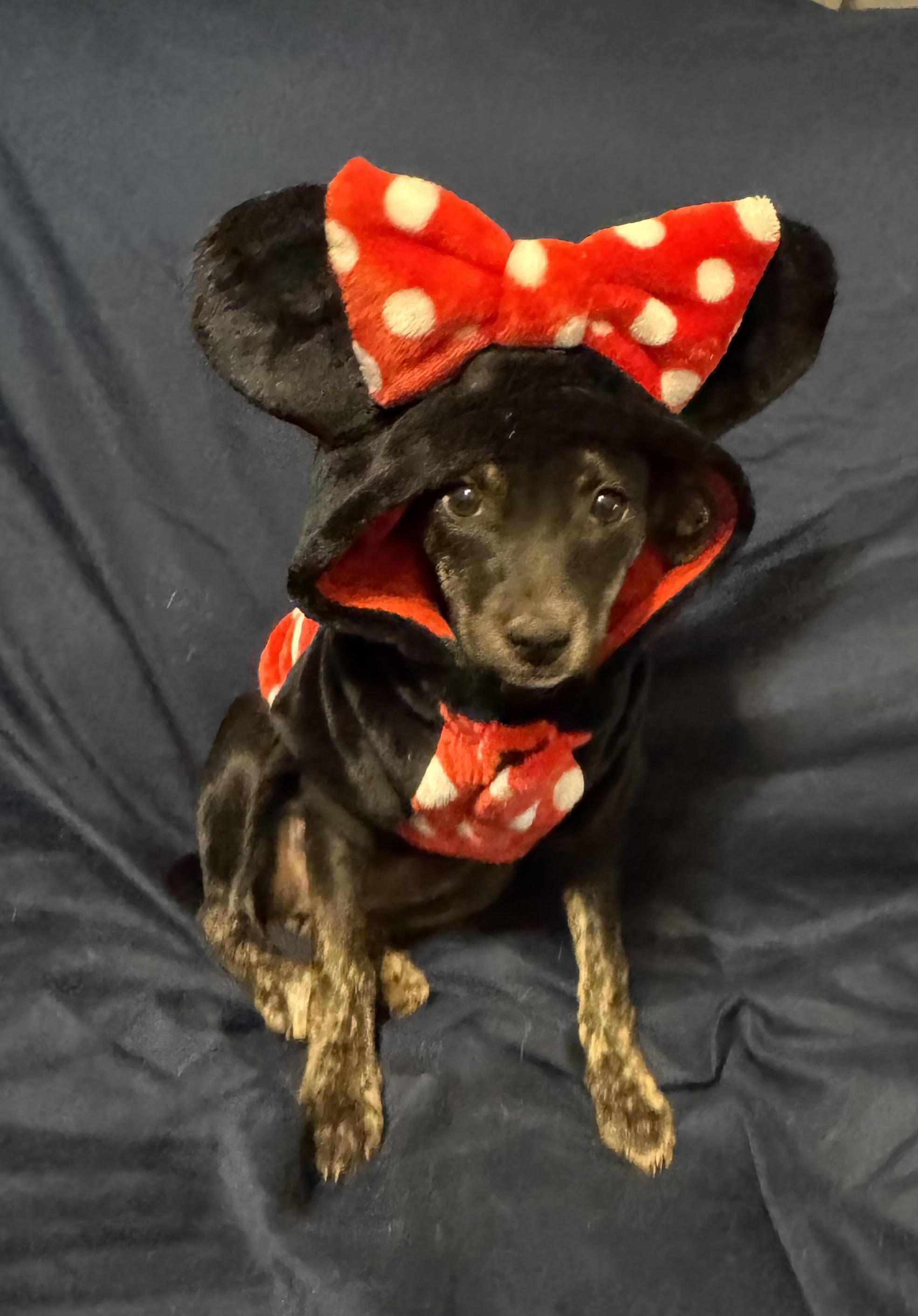 Velvet, a ADOPTABLE mixed breed in Maiden, NC image 2/6