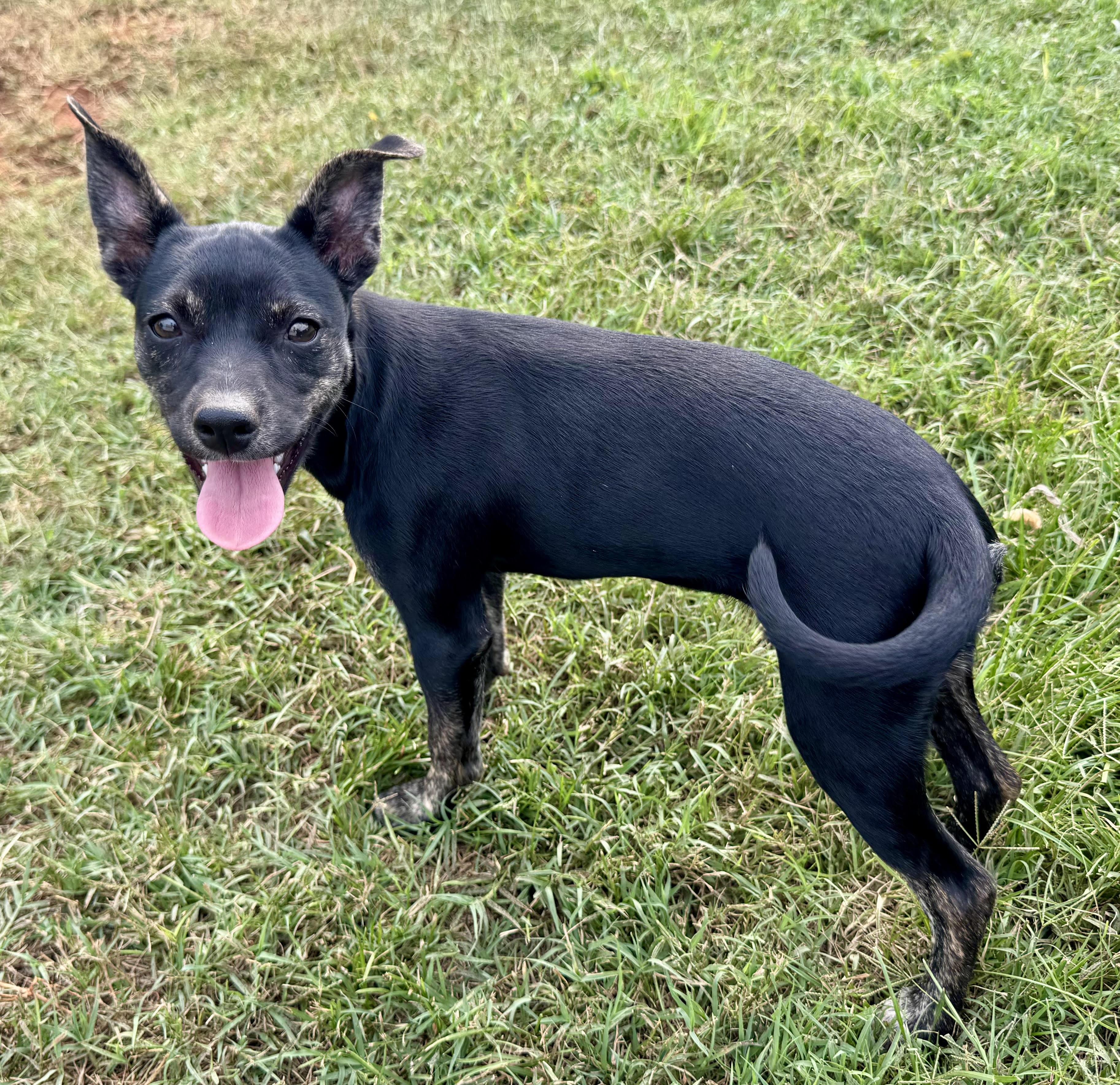 Enlarge Velvet, a ADOPTABLE mixed breed in Maiden, NC image 2/6