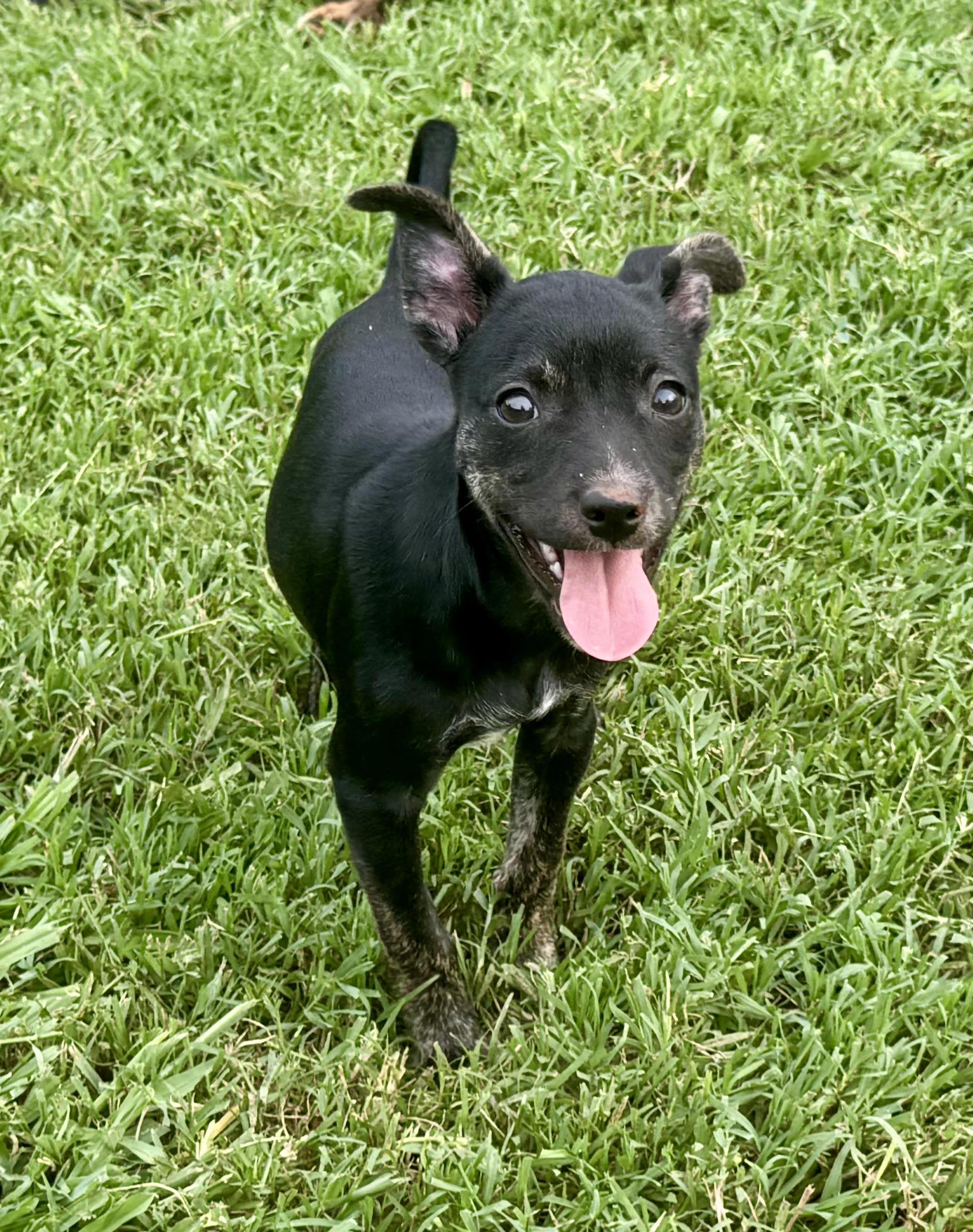 Velvet, a ADOPTABLE mixed breed in Maiden, NC image 4/6
