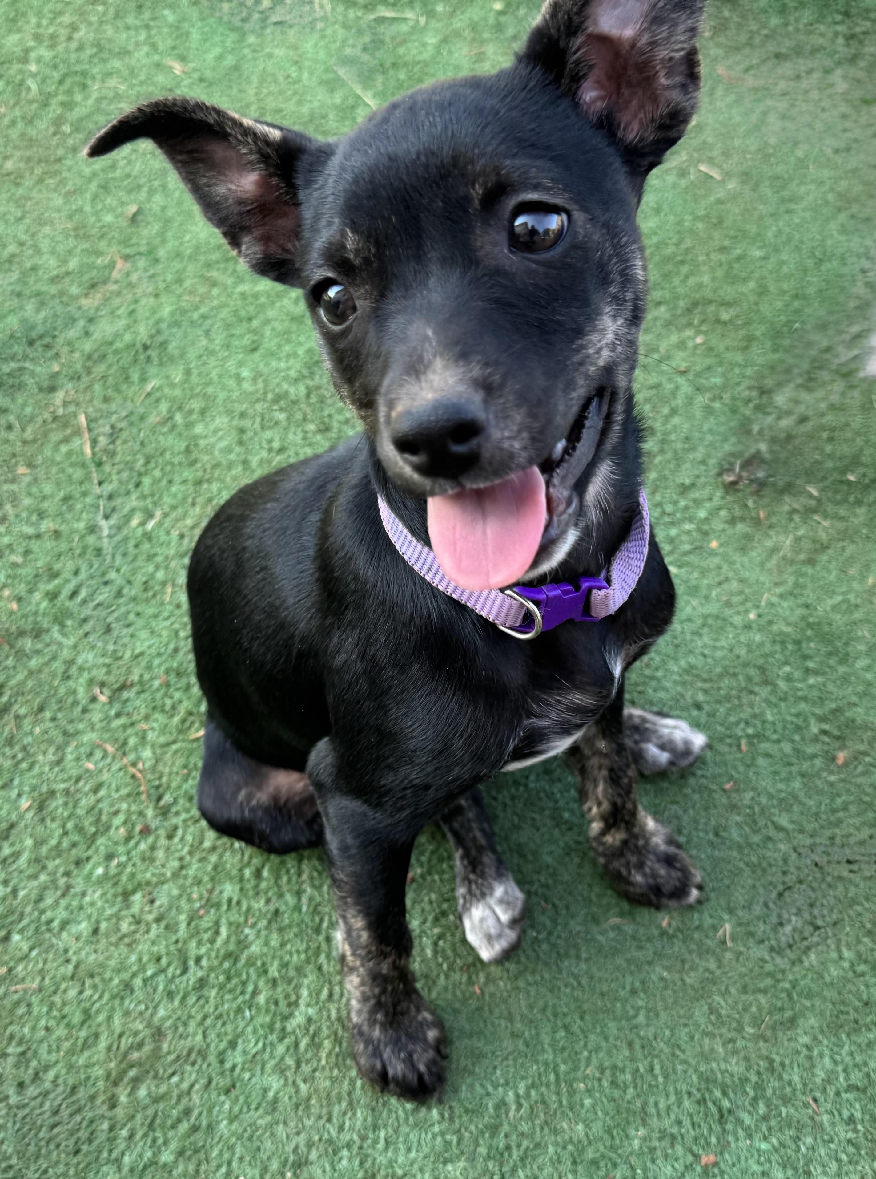 Velvet, a ADOPTABLE mixed breed in Maiden, NC image 3/6