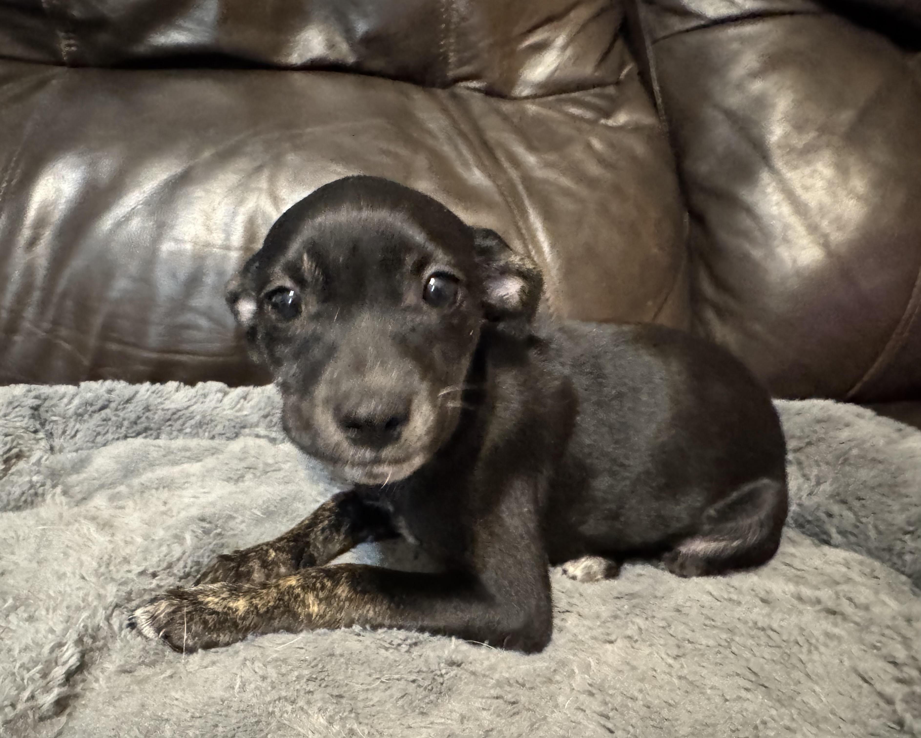 Velvet, a ADOPTABLE mixed breed in Maiden, NC image 2/3