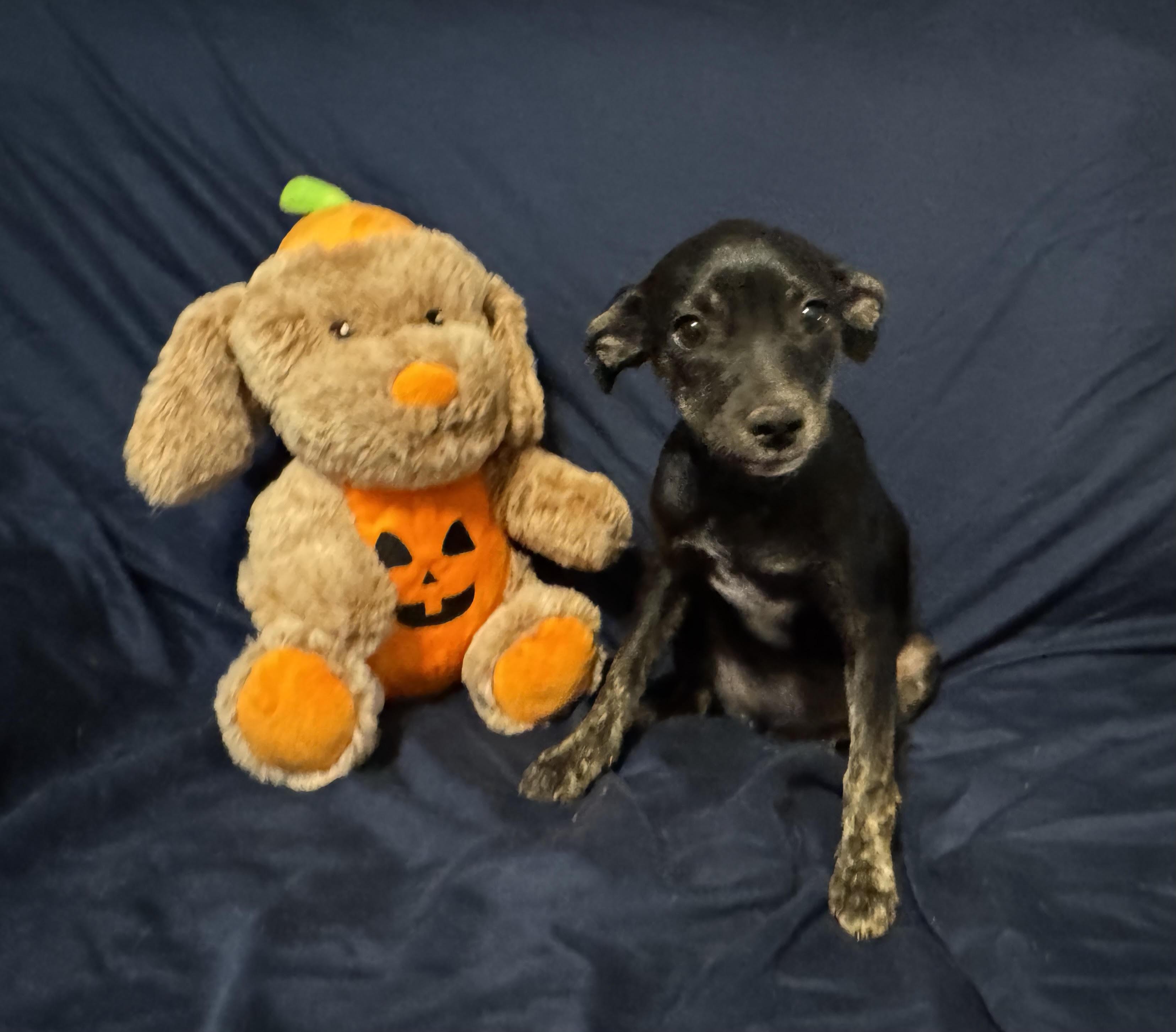 Velvet, ADOPTABLE, Puppy Female Terrier.