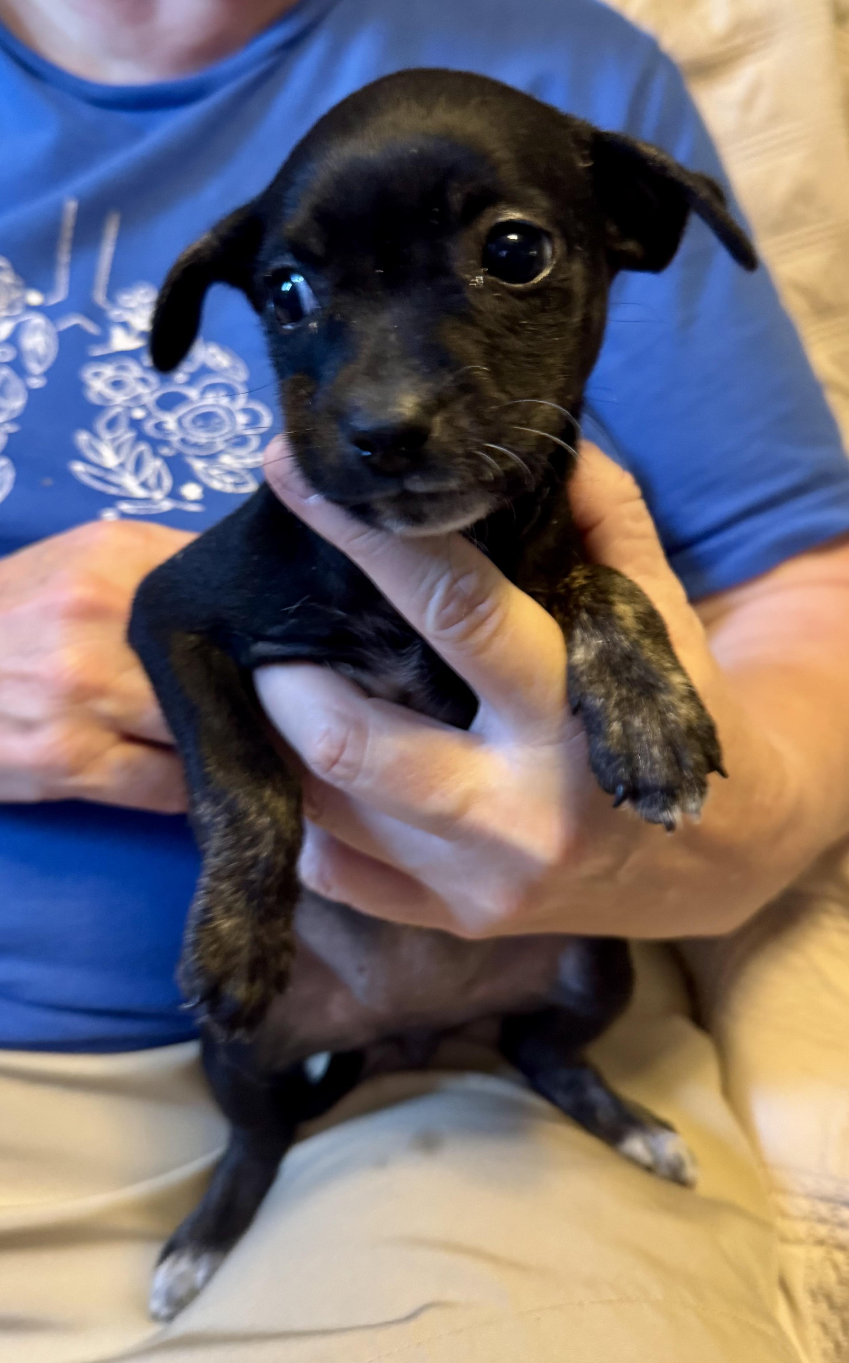 Velvet, a ADOPTABLE mixed breed in Maiden, NC image 3/3