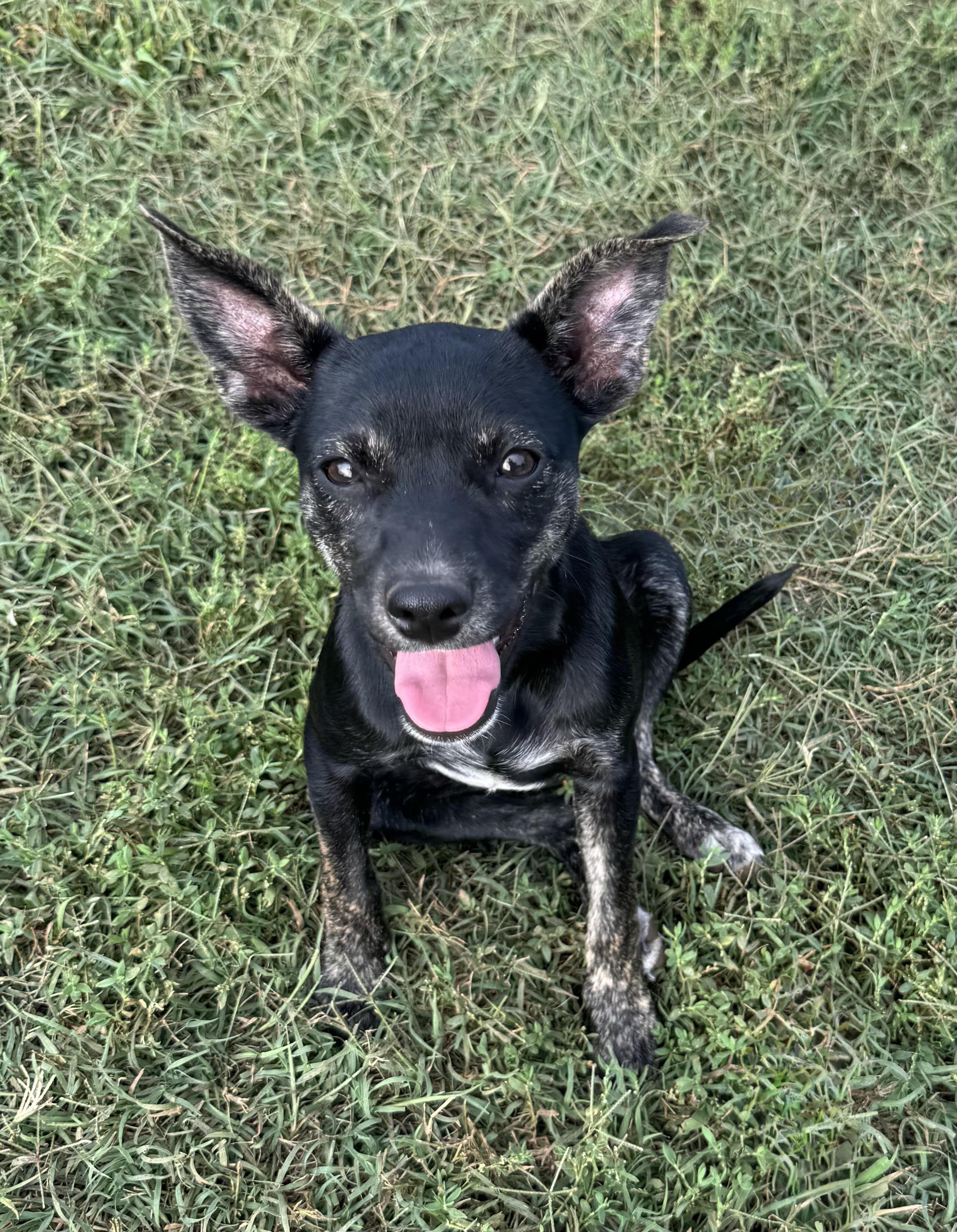 Enlarge Velvet, a ADOPTABLE mixed breed in Maiden, NC image 1/6