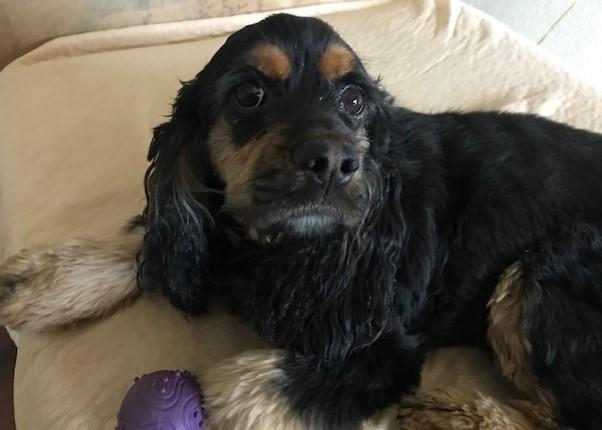 Enlarge Roxy C 26065, a Adoptable Cocker Spaniel in Parker, CO image 2/2
