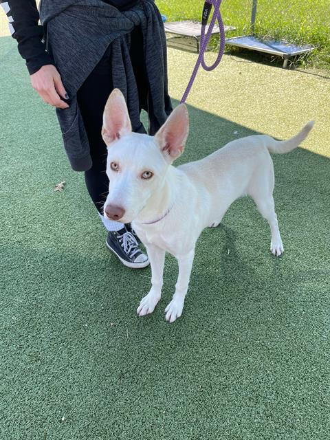 CASPER, Adoptable, Young Male Siberian Husky.